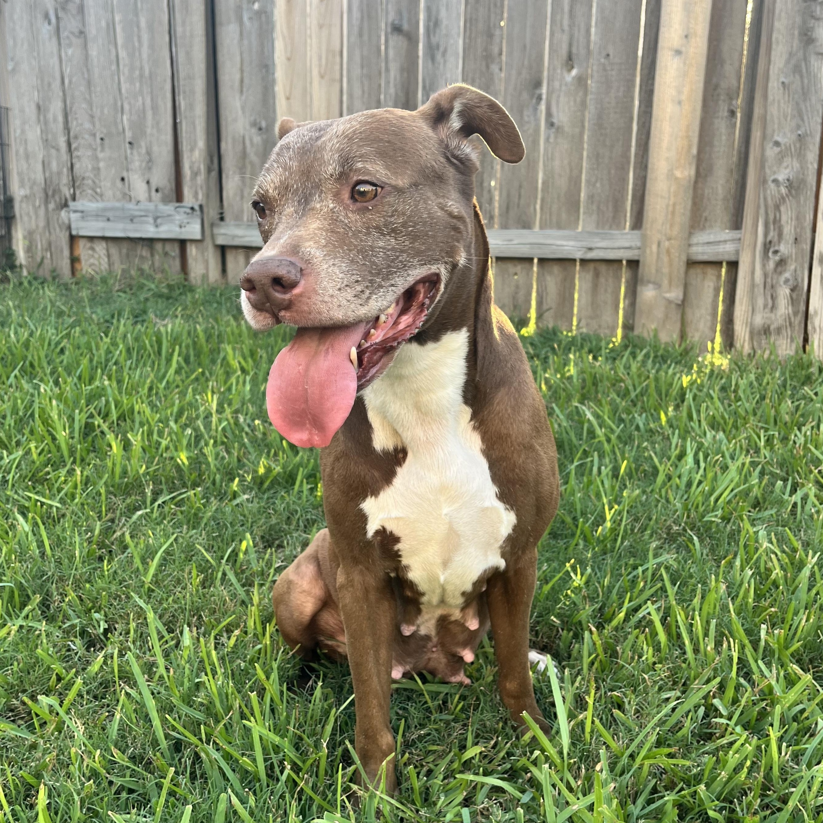 Sienna, a Adoptable American Staffordshire Terrier in Snohomish, WA image 5/6