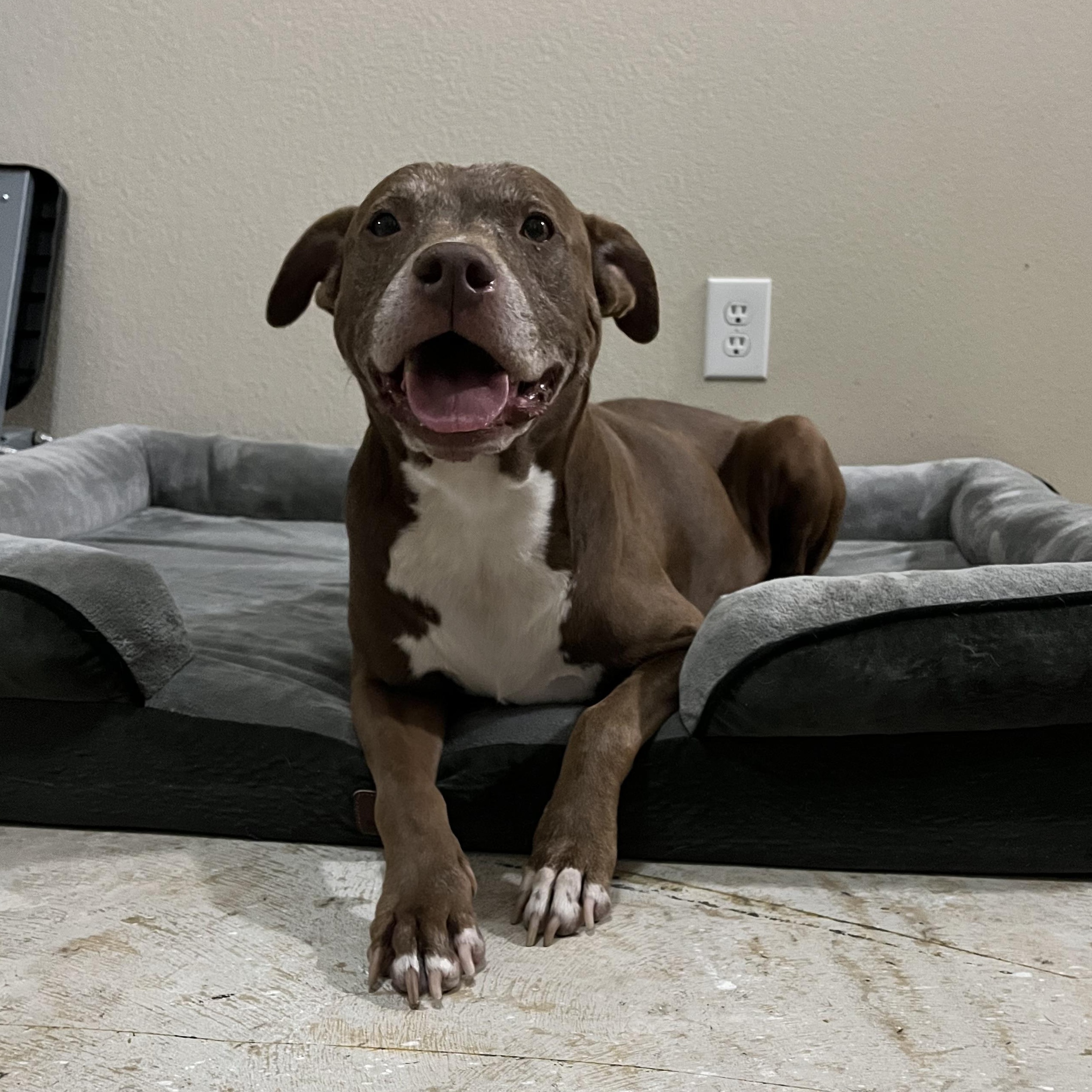 Sienna, a Adoptable American Staffordshire Terrier in Snohomish, WA image 3/6