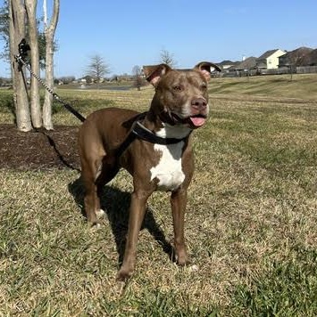 Sienna, a Adoptable American Staffordshire Terrier in Snohomish, WA image 6/6