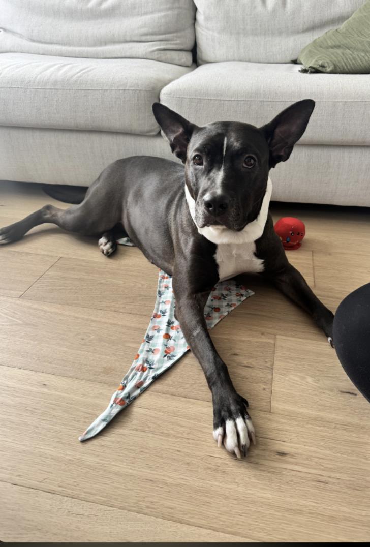 Peaches, ADOPTABLE, Adult Female American Bulldog.