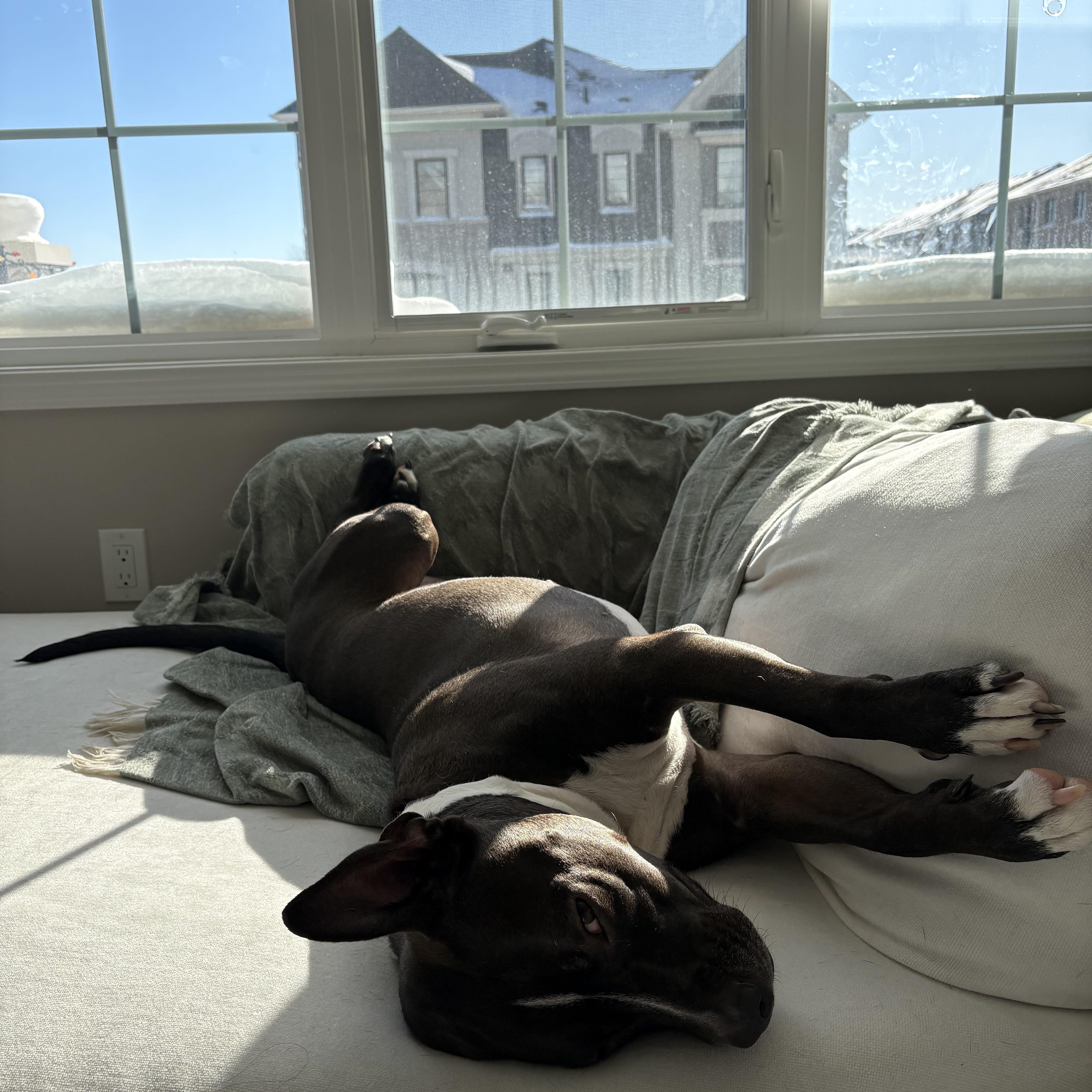 Enlarge Peaches, a ADOPTABLE mixed breed in Owen Sound, ON image 4/4