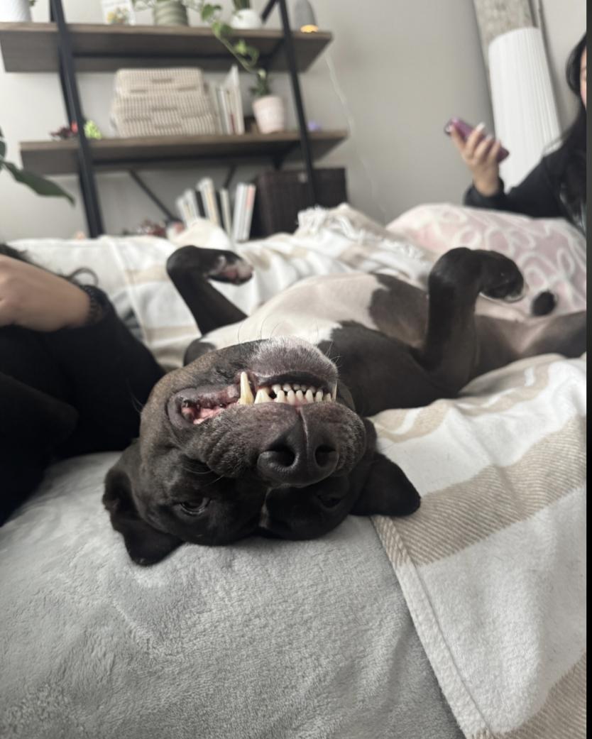 Enlarge Peaches, a ADOPTABLE mixed breed in Owen Sound, ON image 2/4