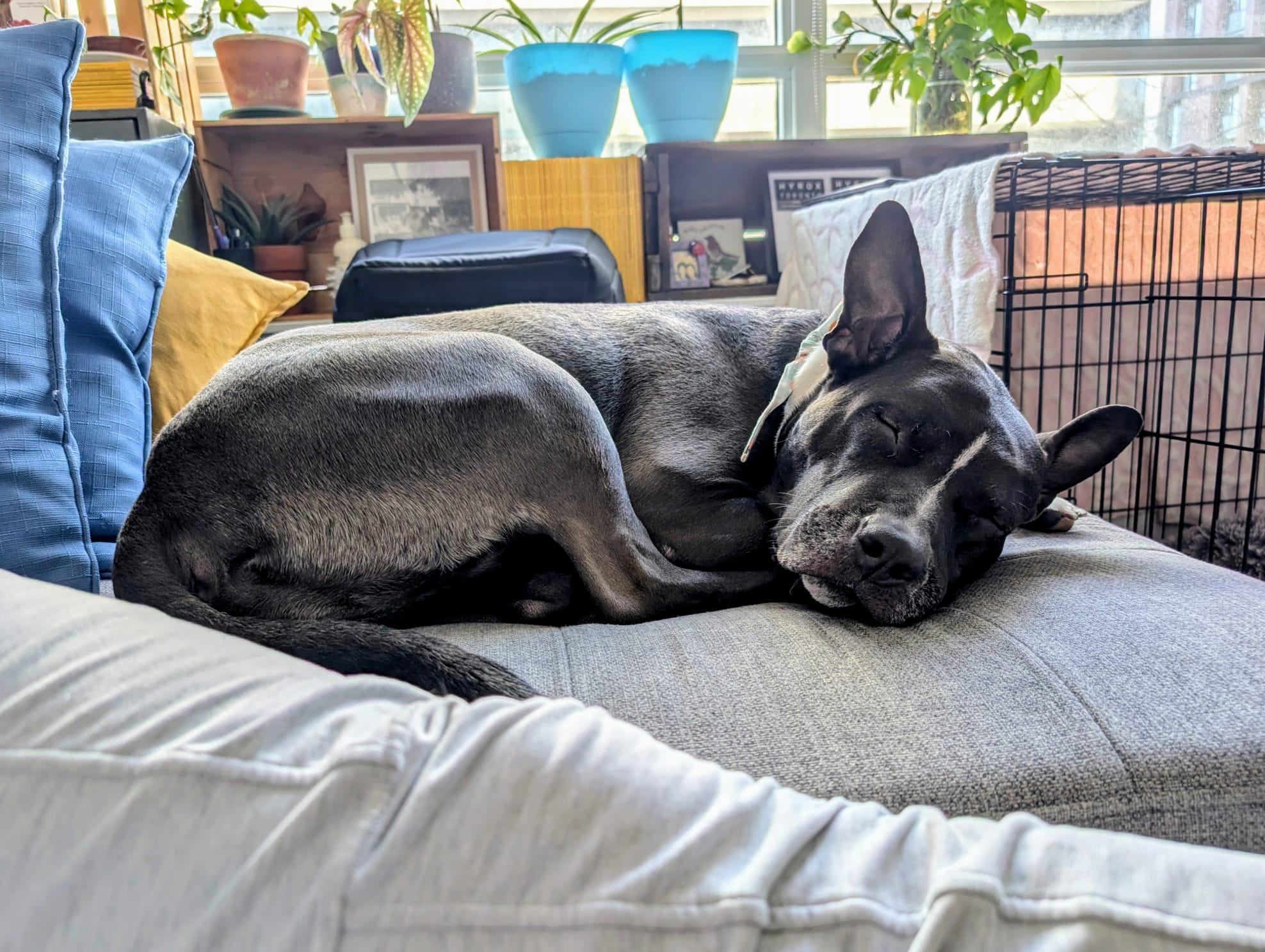 Peaches, a ADOPTABLE mixed breed in Owen Sound, ON image 5/5