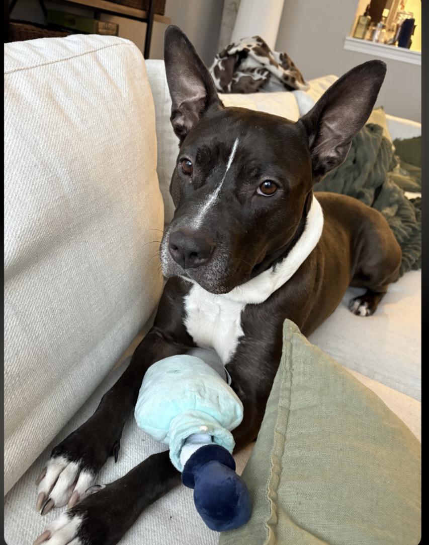 Enlarge Peaches, a ADOPTABLE mixed breed in Owen Sound, ON image 3/4