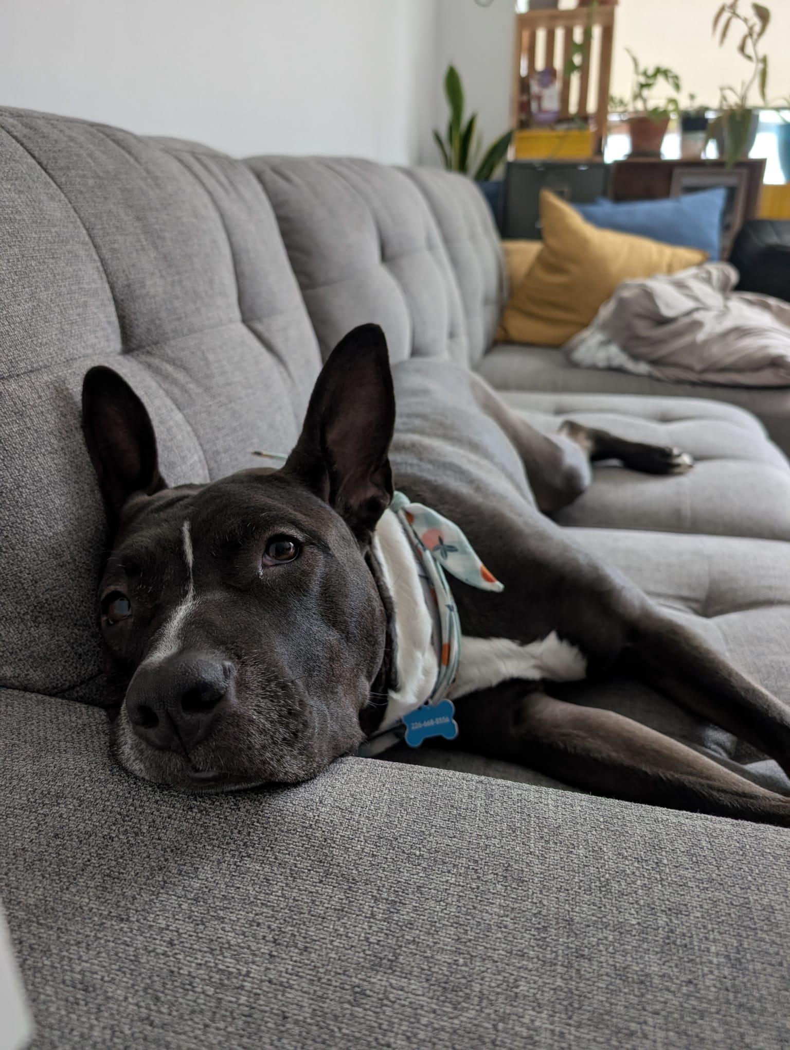 Peaches, a ADOPTABLE mixed breed in Owen Sound, ON image 4/5