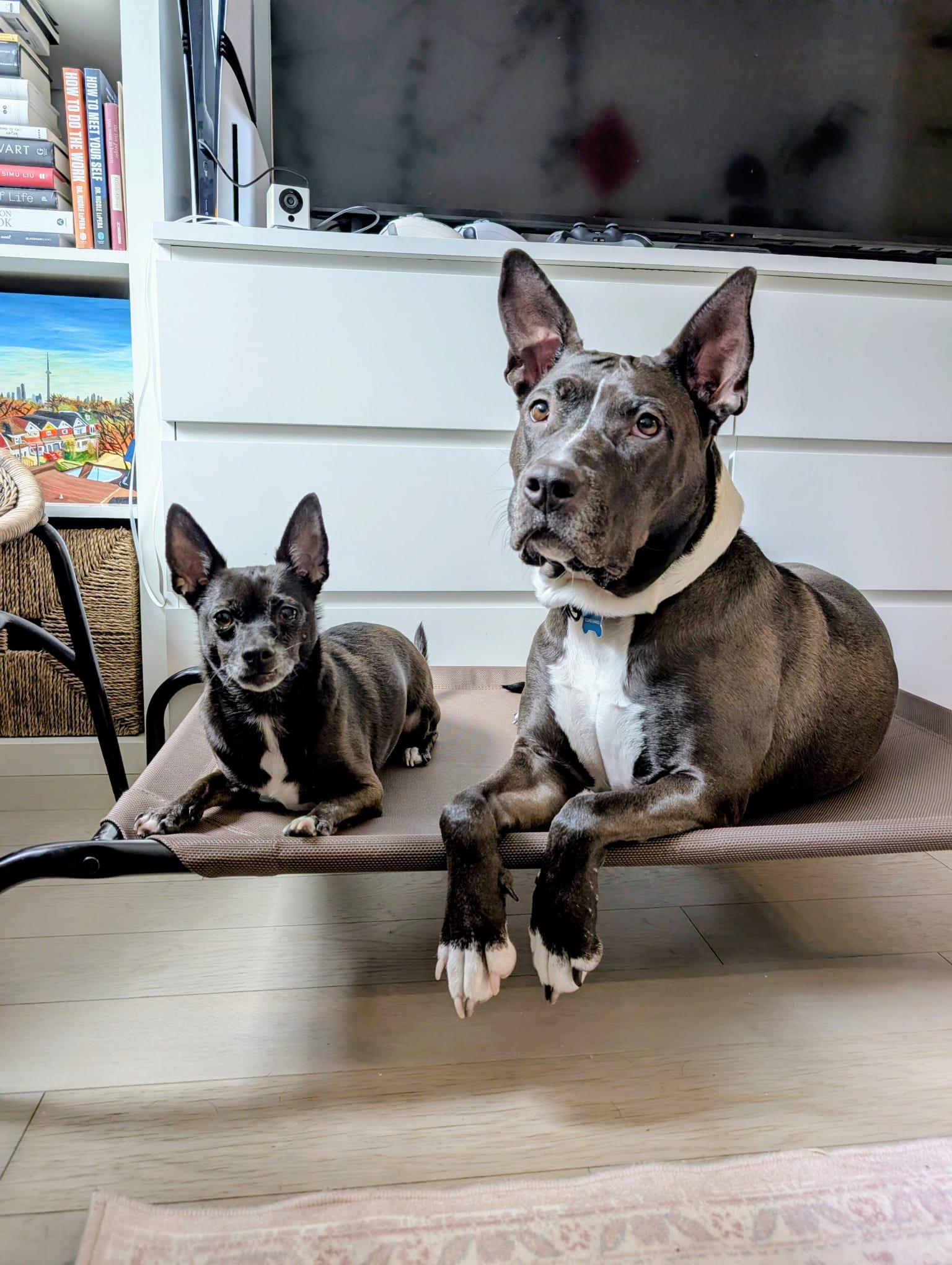 Peaches, a ADOPTABLE mixed breed in Owen Sound, ON image 2/5