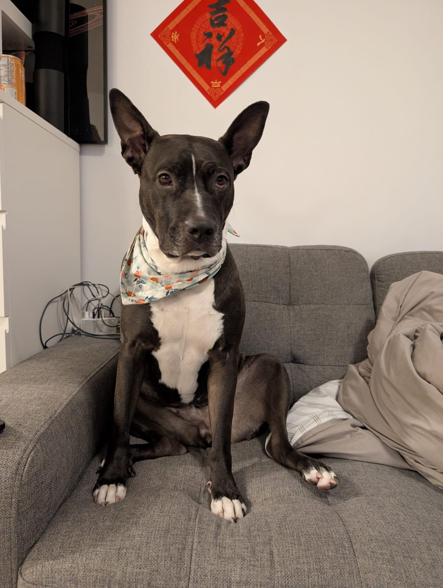 Peaches, a ADOPTABLE mixed breed in Owen Sound, ON image 1/5