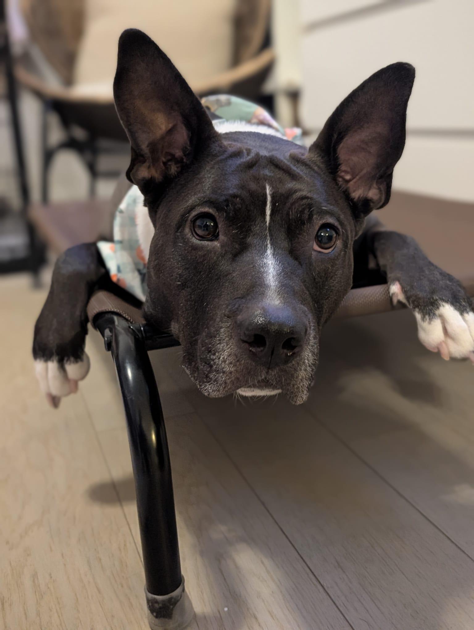 Peaches, a ADOPTABLE mixed breed in Owen Sound, ON image 3/5