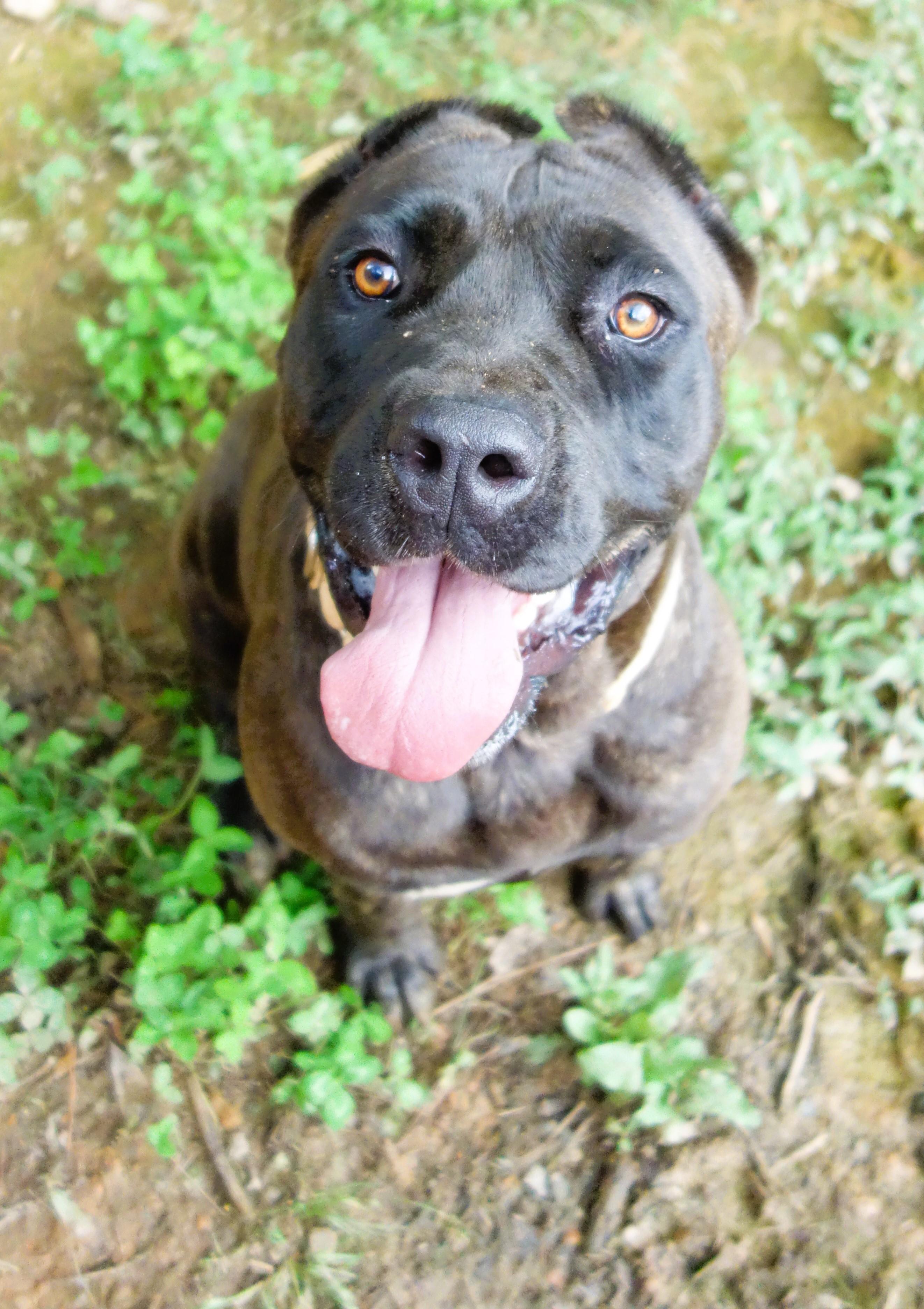 Dorothy, a Adoptable Cane Corso in Norwood, GA image 4/6