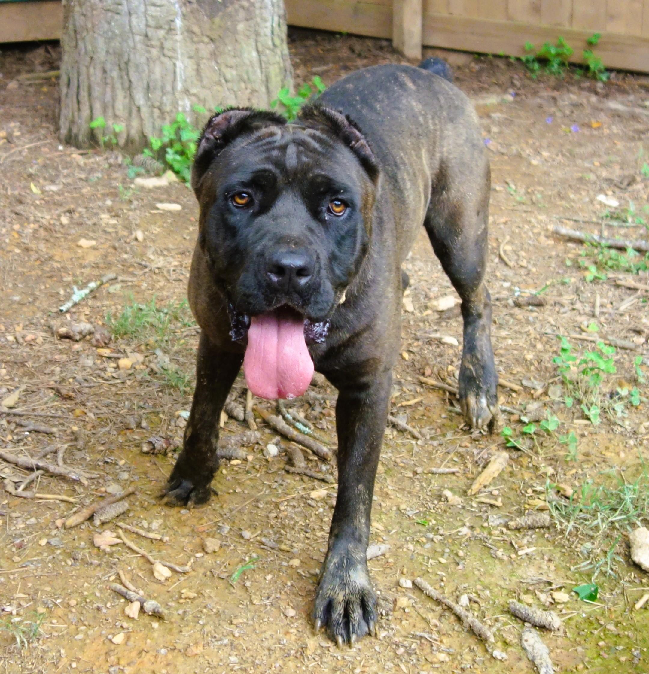 Dorothy, a Adoptable Cane Corso in Norwood, GA image 6/6