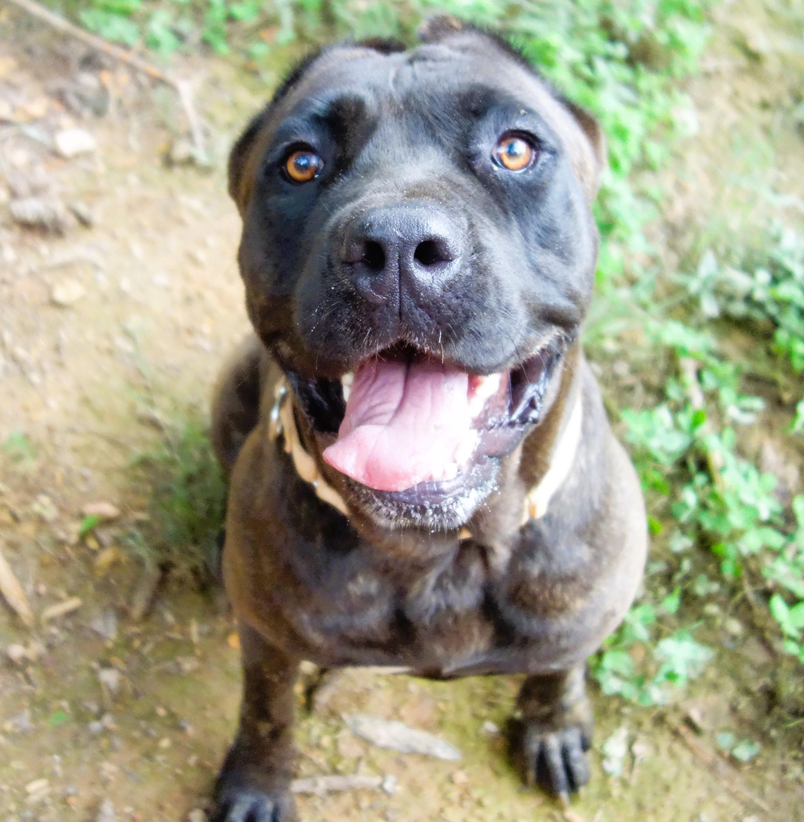 Dorothy, a Adoptable Cane Corso in Norwood, GA image 1/6