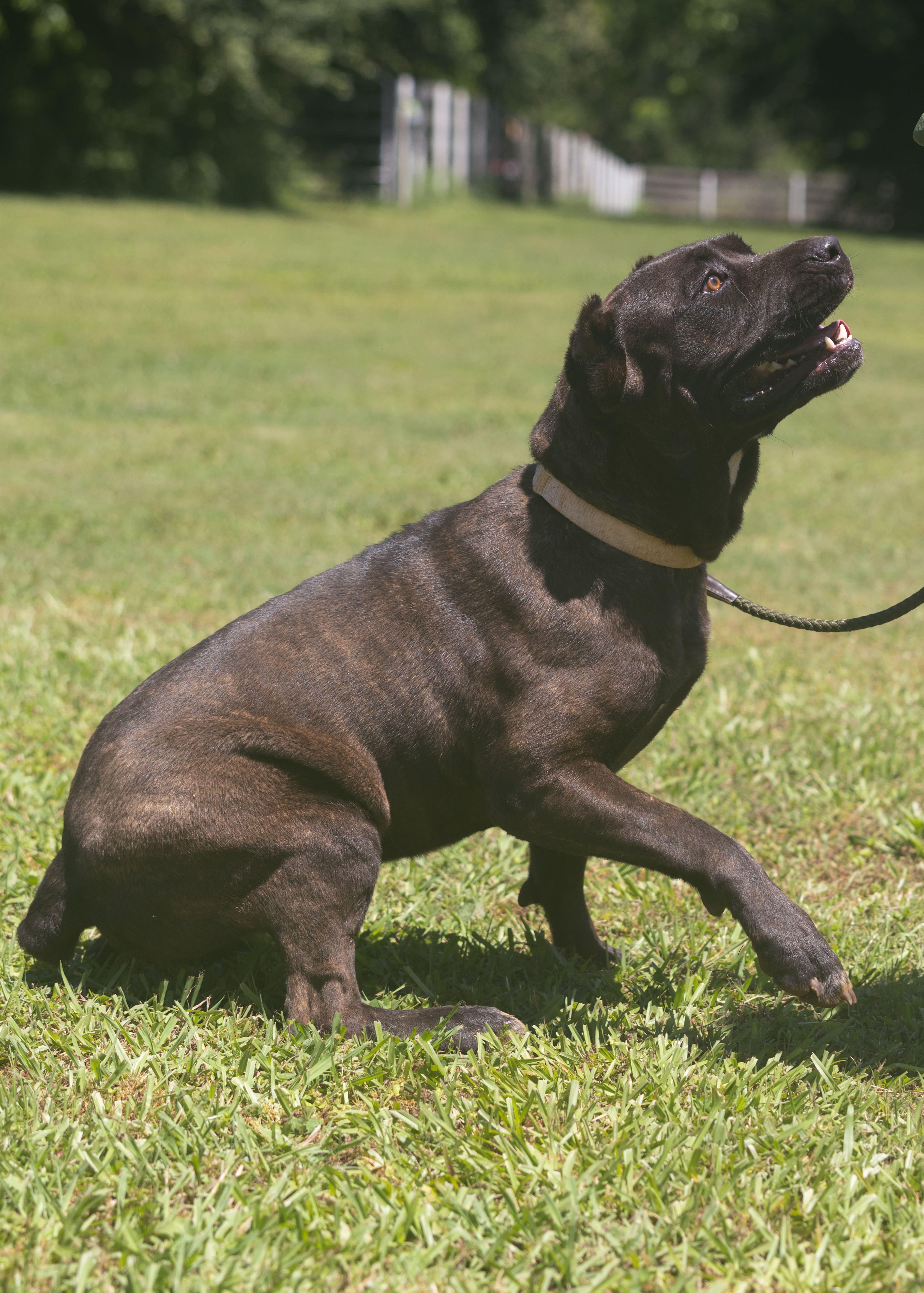 Dorothy, a Adoptable Cane Corso in Norwood, GA image 5/6