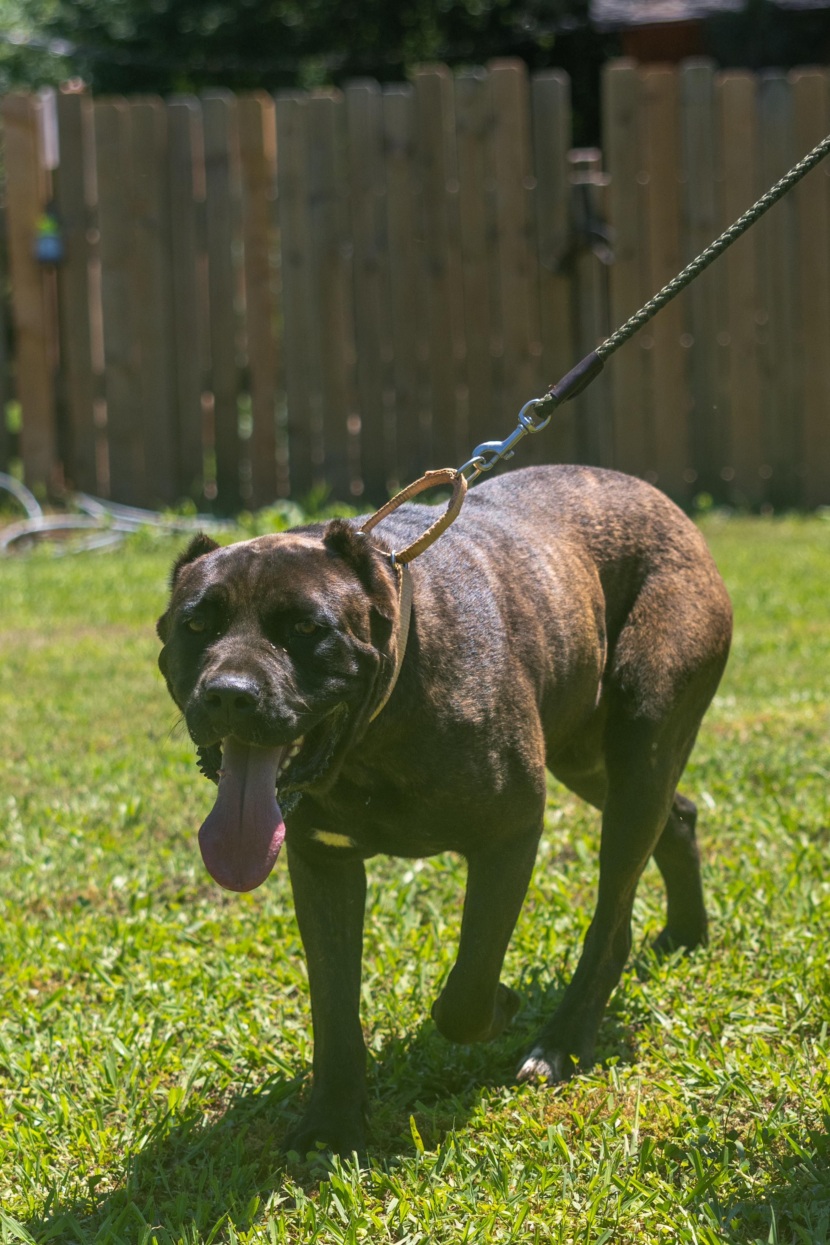 Dorothy, a Adoptable Cane Corso in Norwood, GA image 3/6