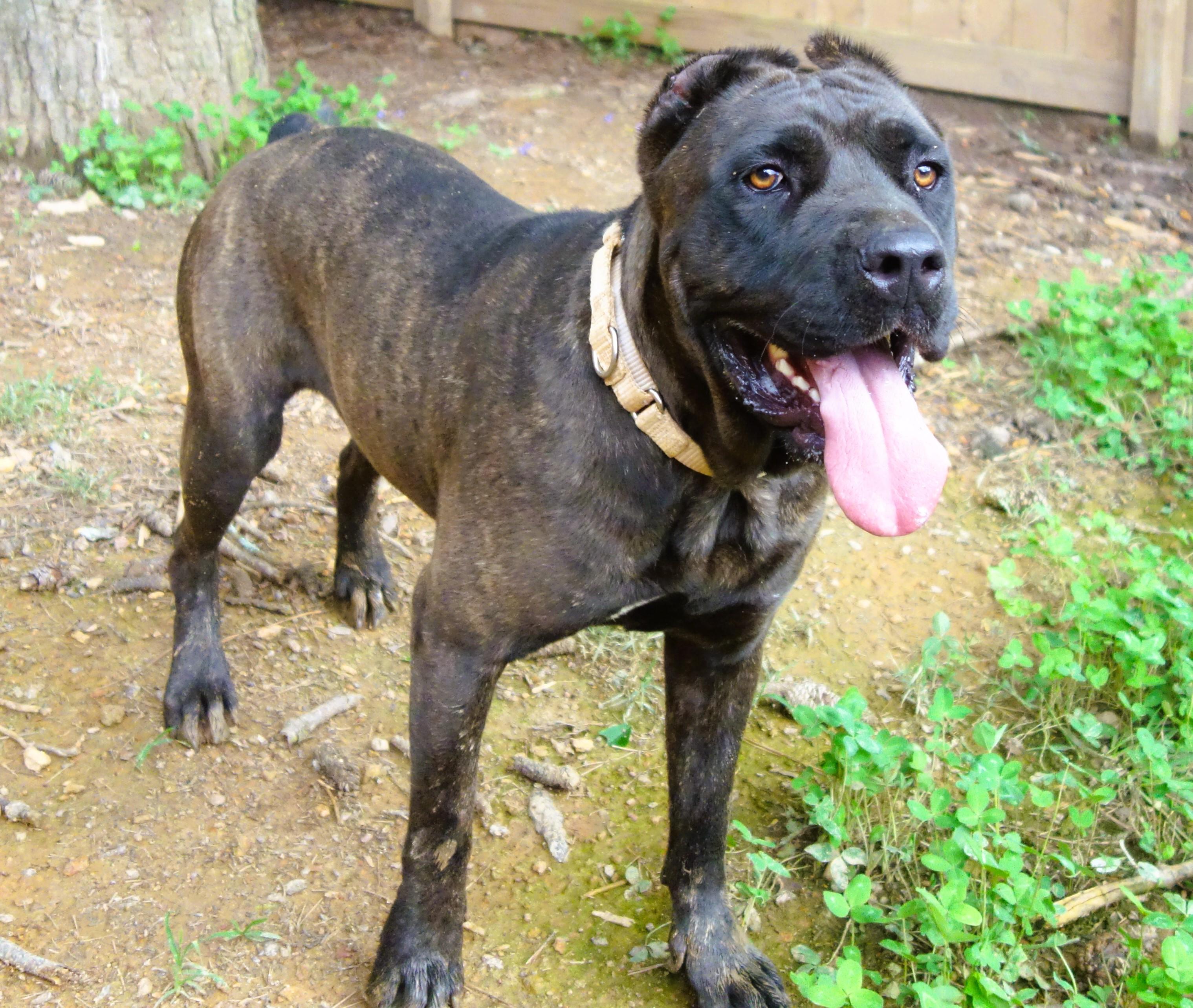 Dorothy, a Adoptable Cane Corso in Norwood, GA image 2/6