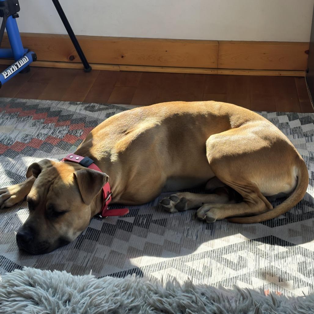 Buddha, Adoptable, Young Male American Staffordshire Terrier.