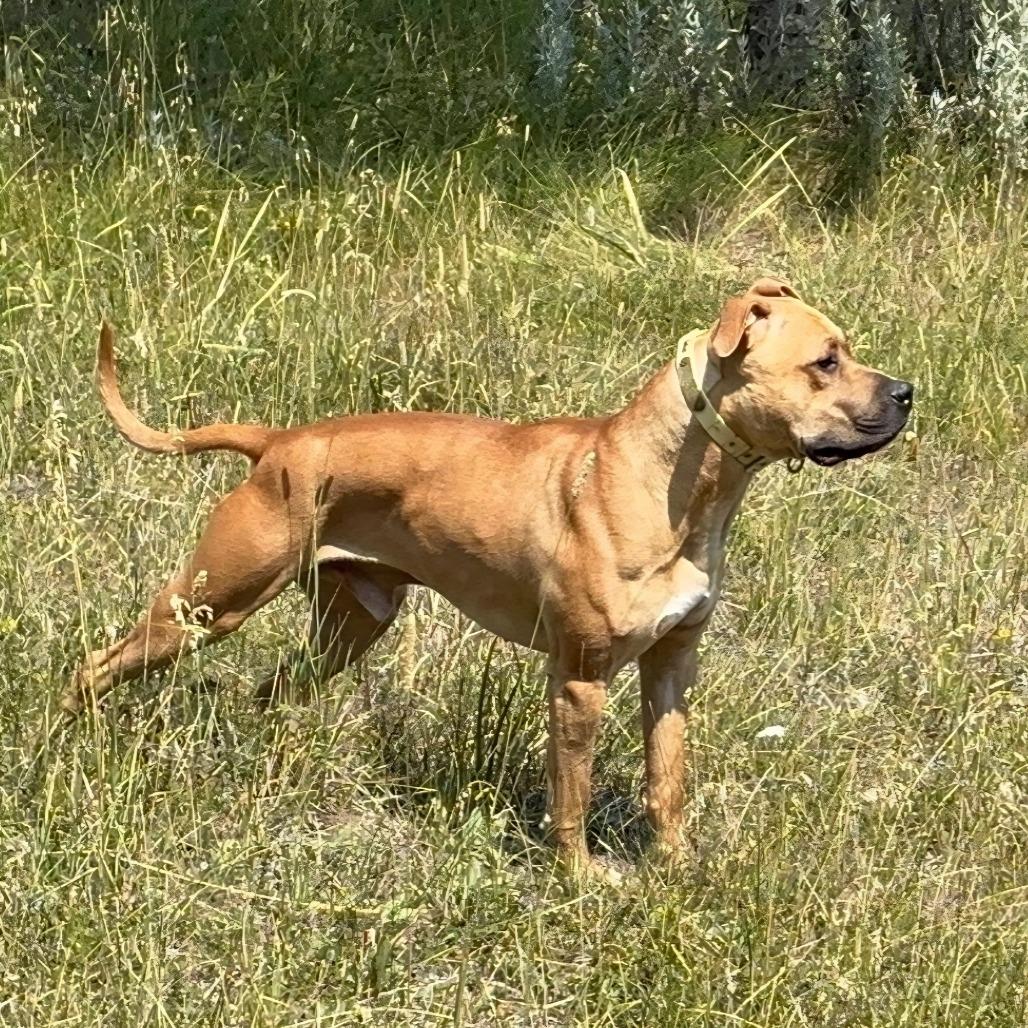 Enlarge Buddha, a Adoptable American Staffordshire Terrier in Baker City, OR image 2/2