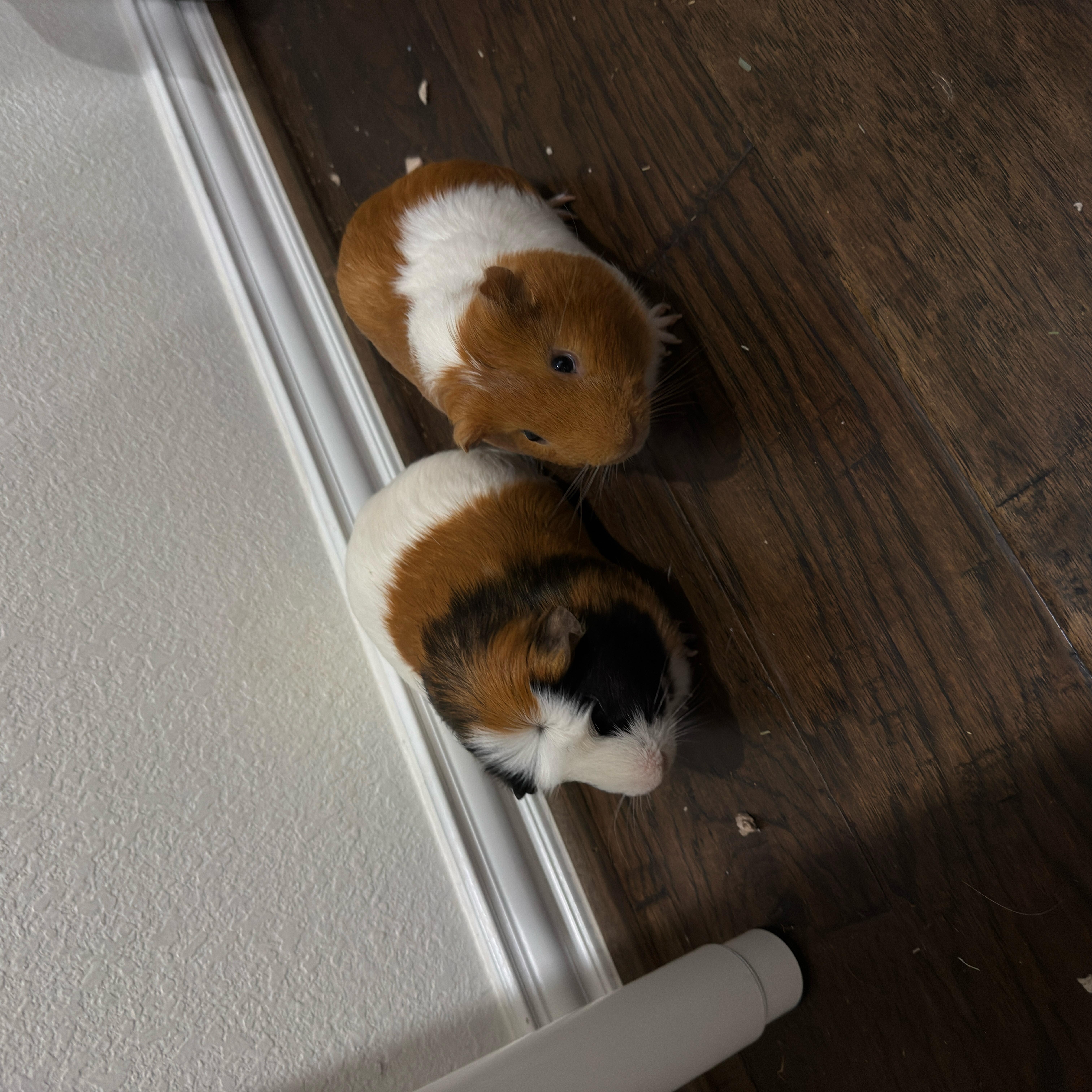 Enlarge Ozzy & Posty, a ADOPTABLE Guinea Pig in Austin, TX image 3/6