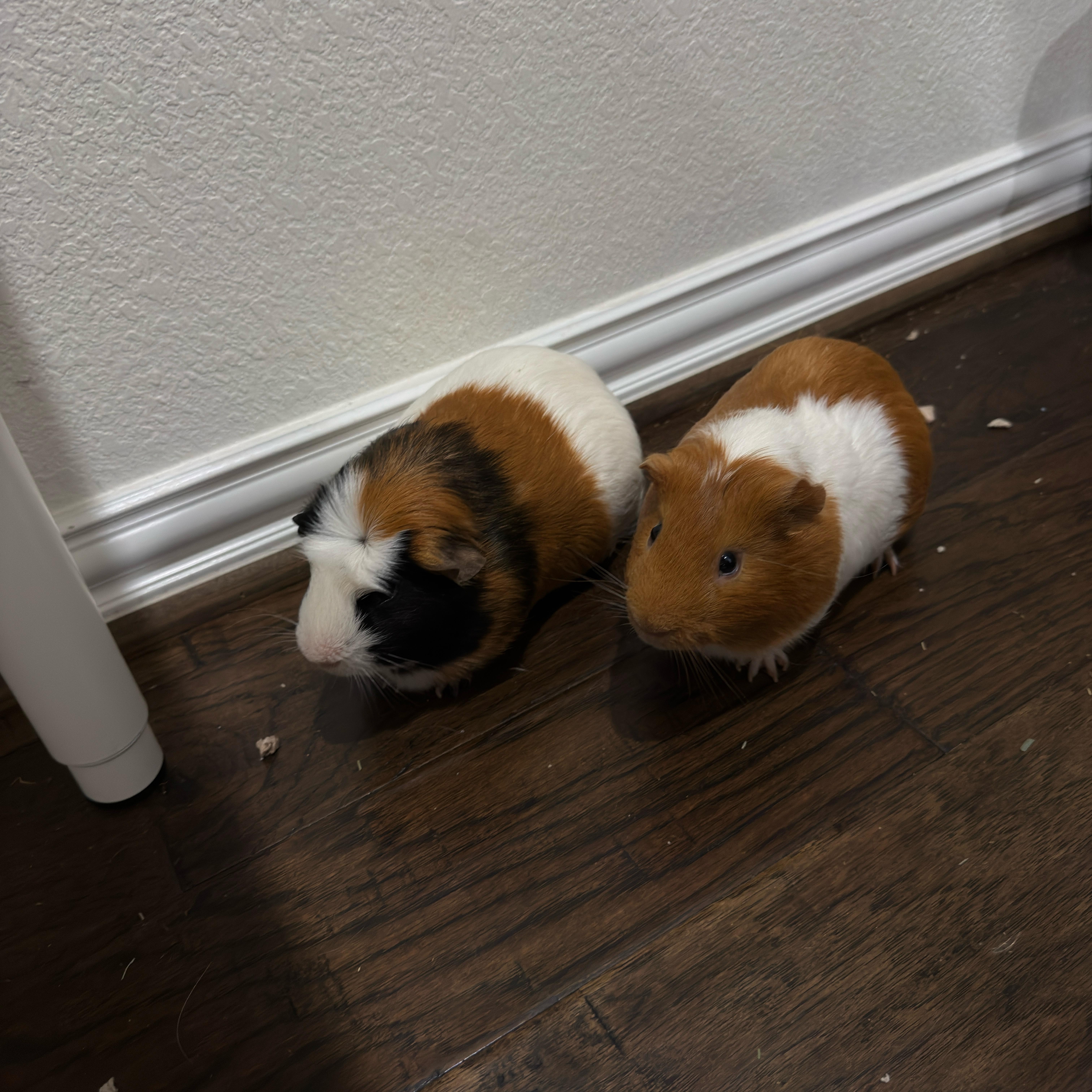 Enlarge Ozzy & Posty, a ADOPTABLE Guinea Pig in Austin, TX image 3/6