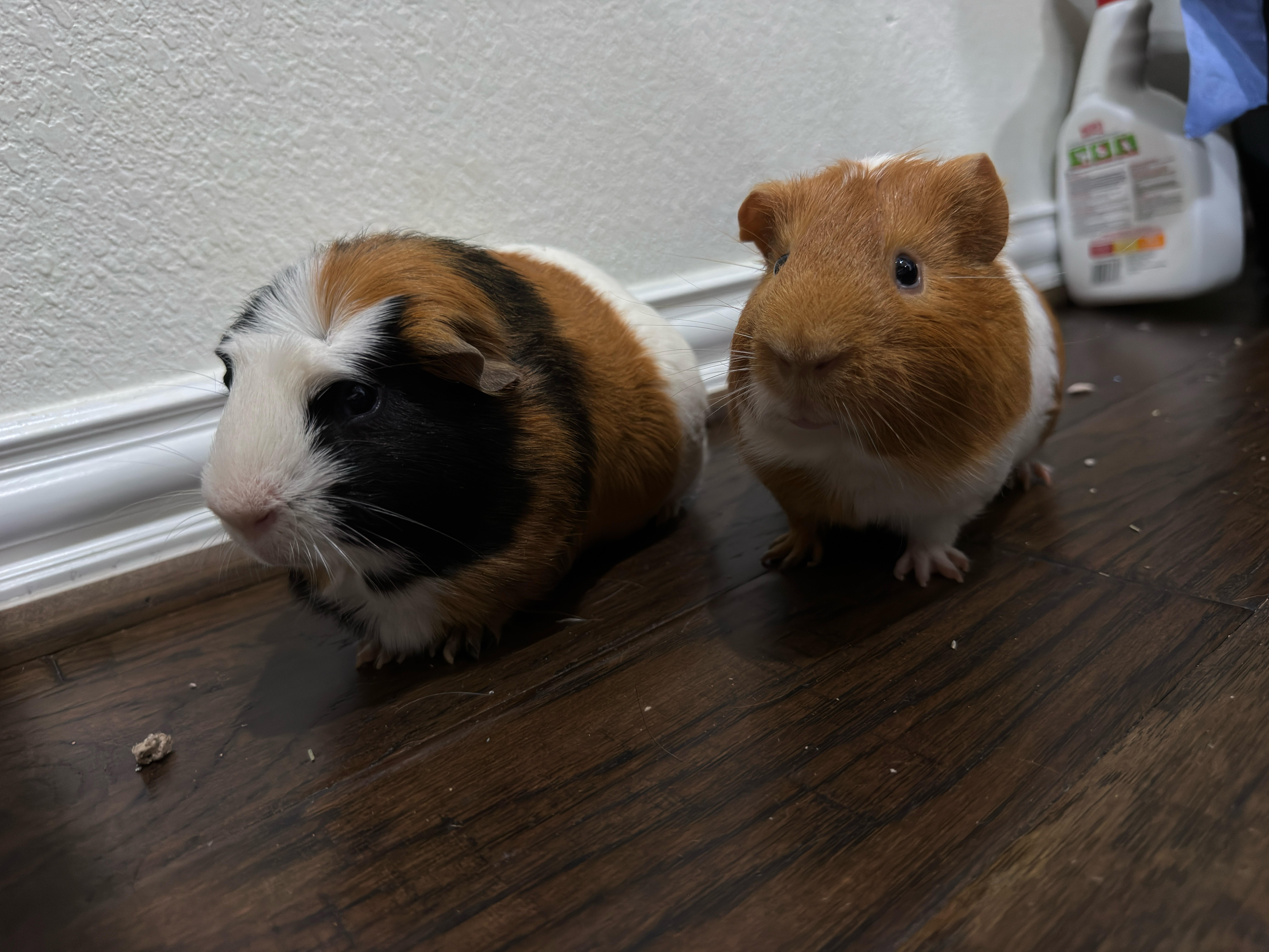 Enlarge Ozzy & Posty, a ADOPTABLE Guinea Pig in Austin, TX image 2/6