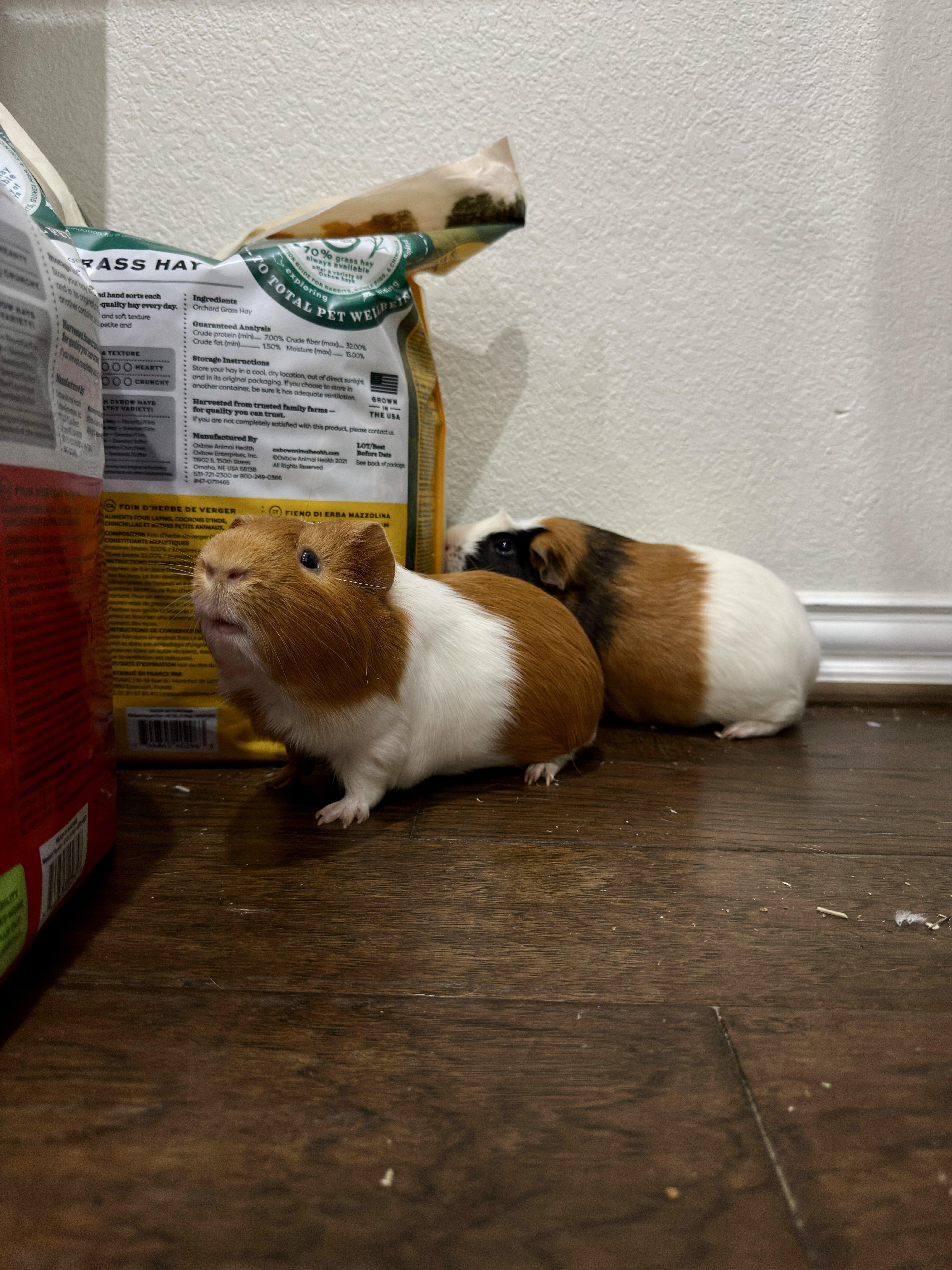 Enlarge Ozzy & Posty, a ADOPTABLE Guinea Pig in Austin, TX image 6/6