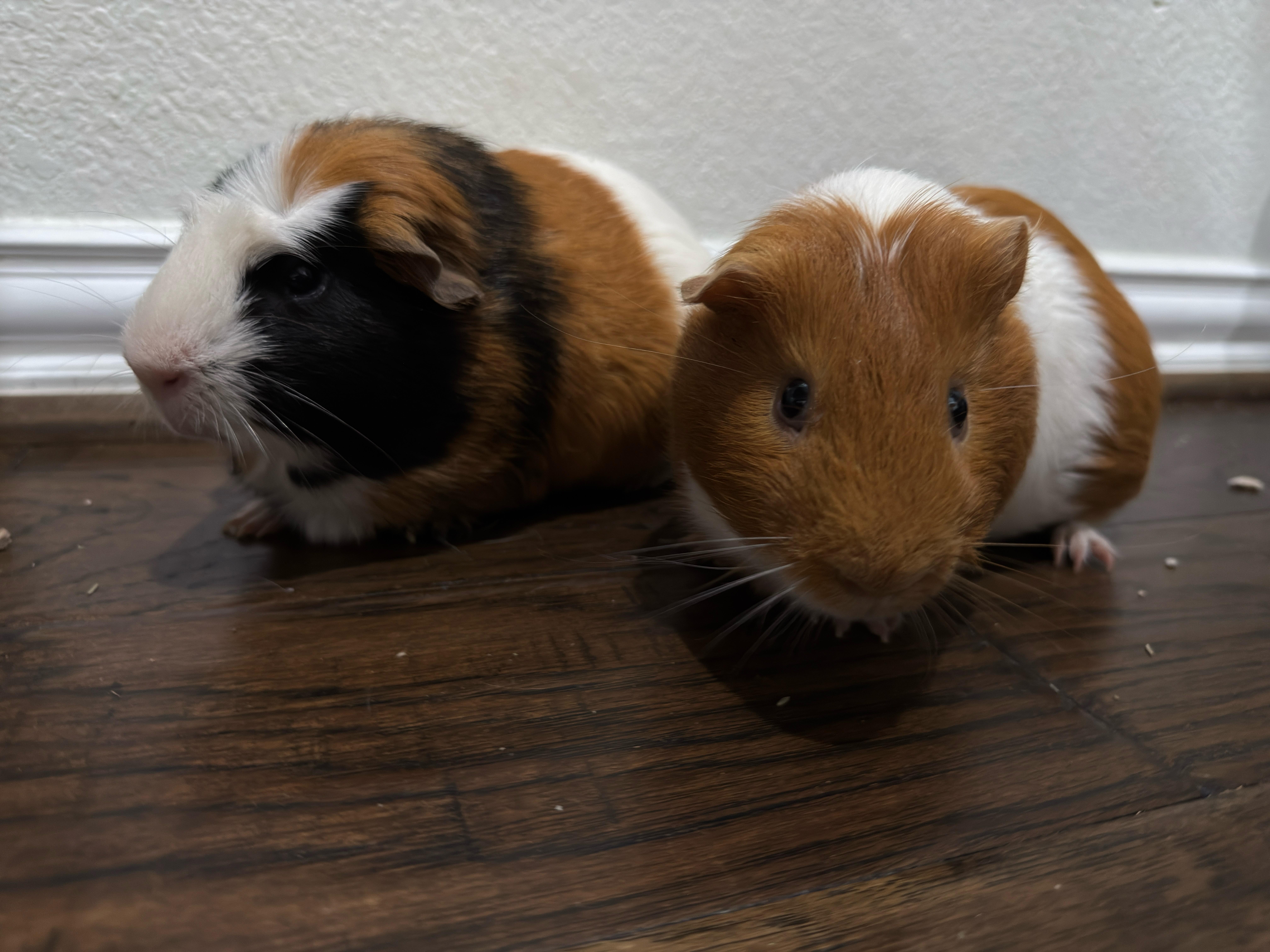 Ozzy & Posty, ADOPTABLE, Adult Male Guinea Pig.