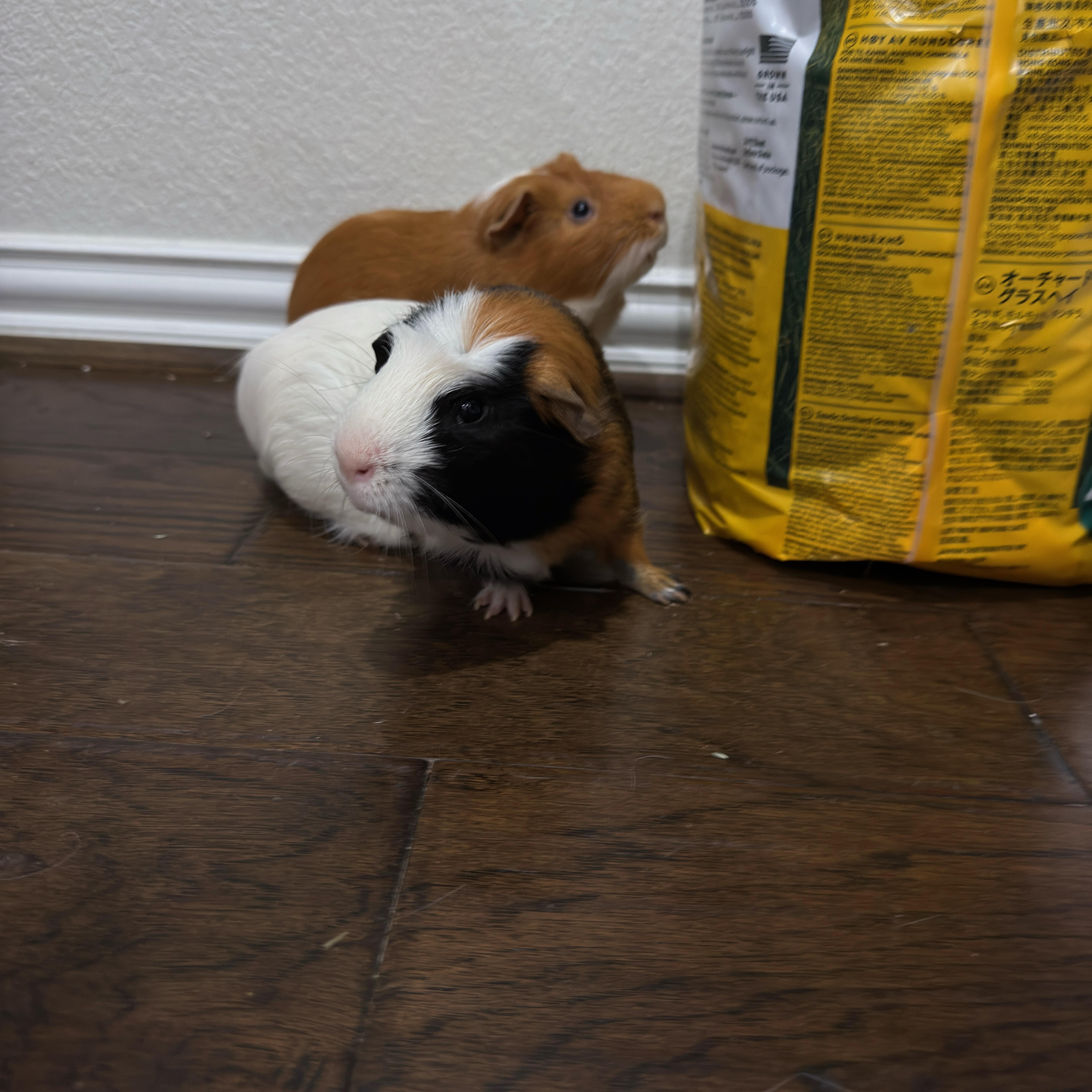 Enlarge Ozzy & Posty, a ADOPTABLE Guinea Pig in Austin, TX image 5/6