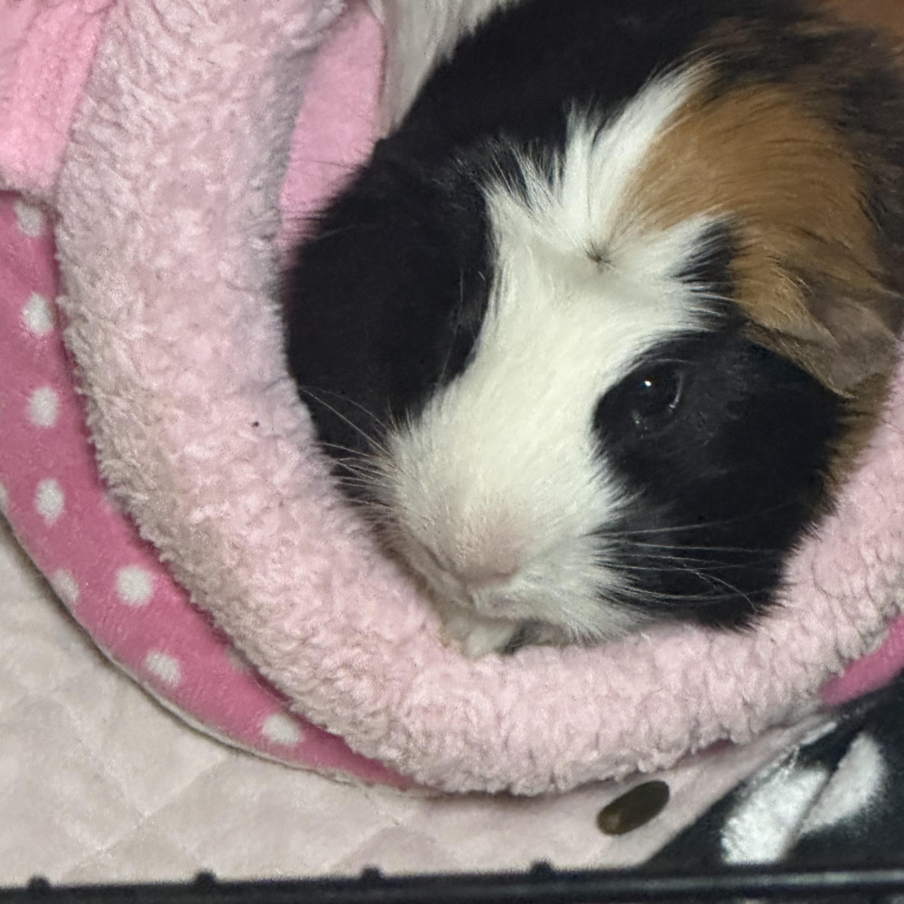 Enlarge Ozzy & Posty, a ADOPTABLE Guinea Pig in Austin, TX image 3/5