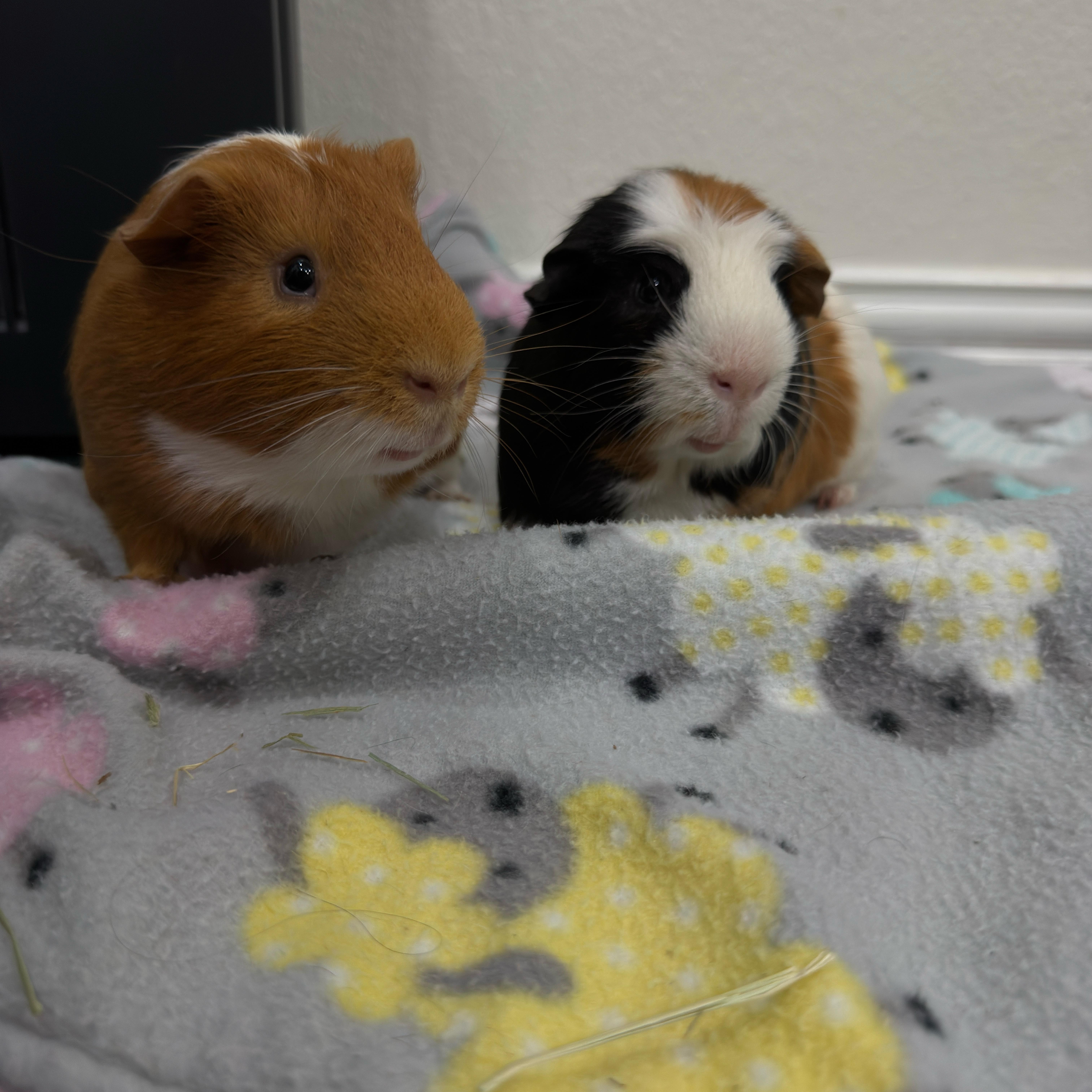 Enlarge Ozzy & Posty, a ADOPTABLE Guinea Pig in Austin, TX image 4/6