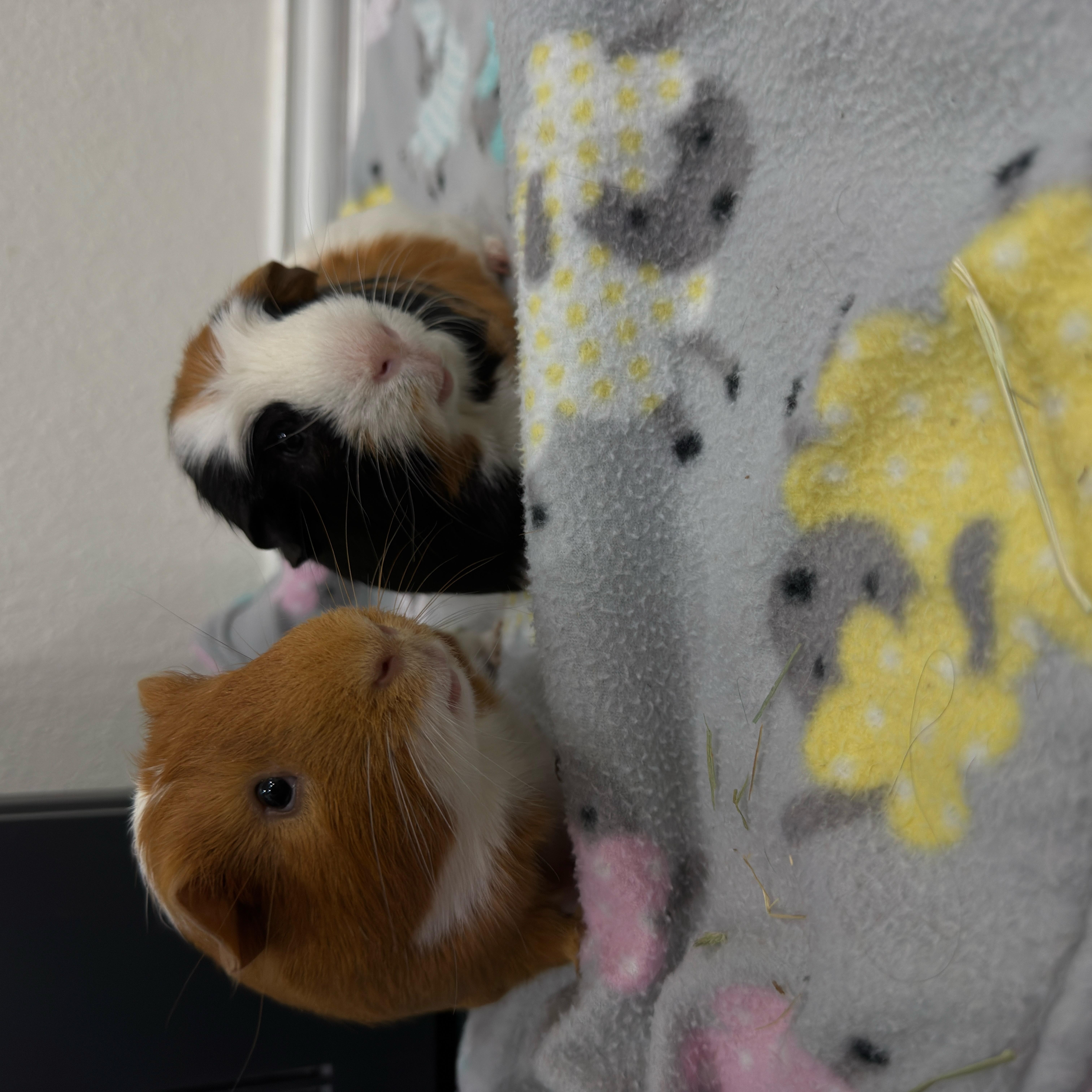 Enlarge Ozzy & Posty, a ADOPTABLE Guinea Pig in Austin, TX image 4/6