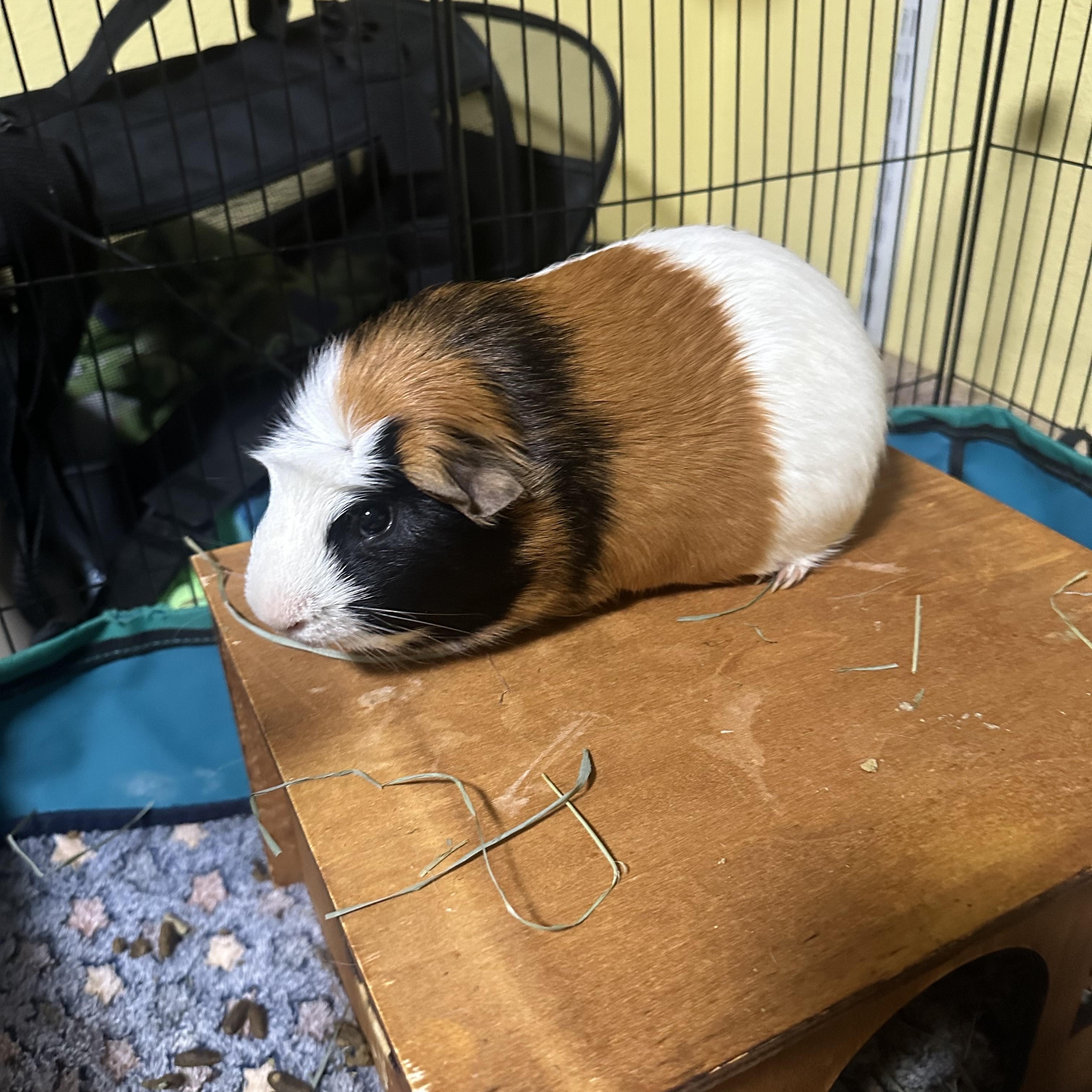 Enlarge Ozzy & Posty, a ADOPTABLE Guinea Pig in Austin, TX image 1/5