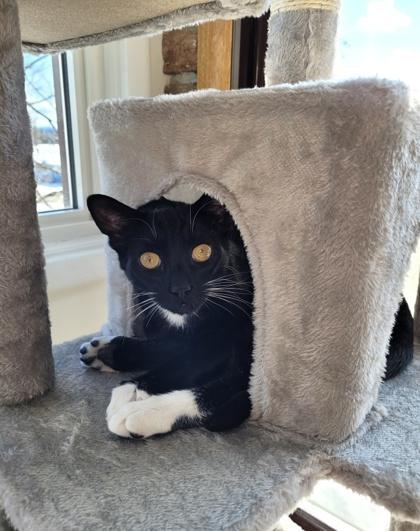 Enlarge Oreo, a ADOPTABLE Domestic Short Hair in Cranbrook, BC image 2/3
