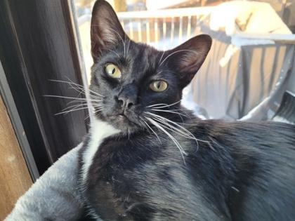Enlarge Oreo, a ADOPTABLE Domestic Short Hair in Cranbrook, BC image 1/3