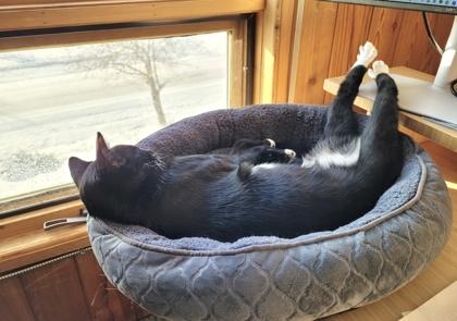 Enlarge Oreo, a ADOPTABLE Domestic Short Hair in Cranbrook, BC image 3/3
