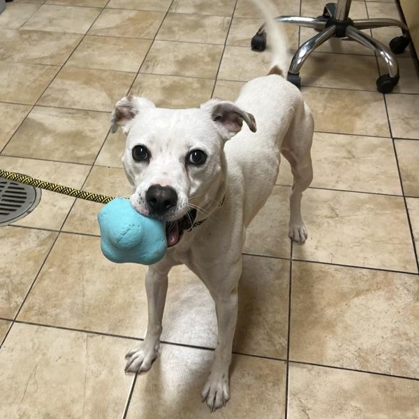 Martini, Adoptable, Adult Male Mixed Breed.