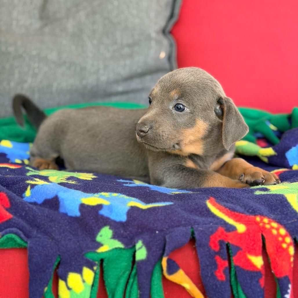 Gracie Lou, Adopted, Puppy Female Mixed Breed.