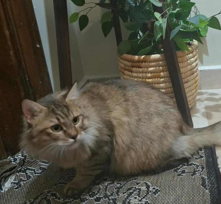 Enlarge Basbousa, a Adoptable Persian in WOLCOTT, CT image 1/6