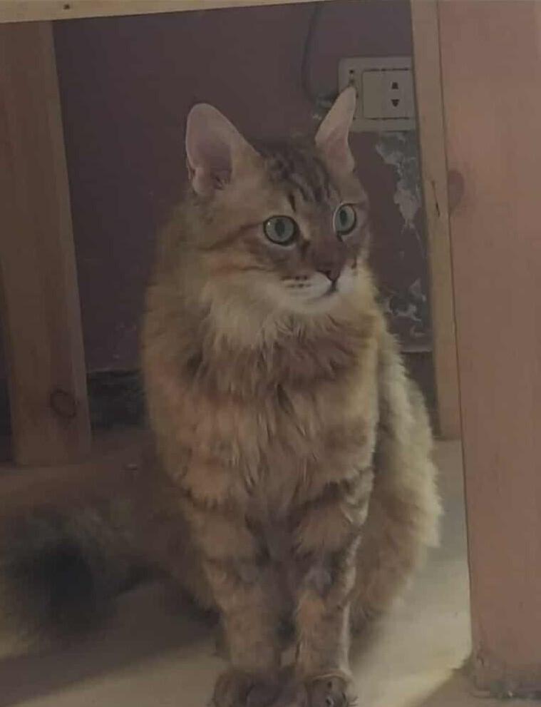 Enlarge Basbousa, a Adoptable Persian in WOLCOTT, CT image 2/6