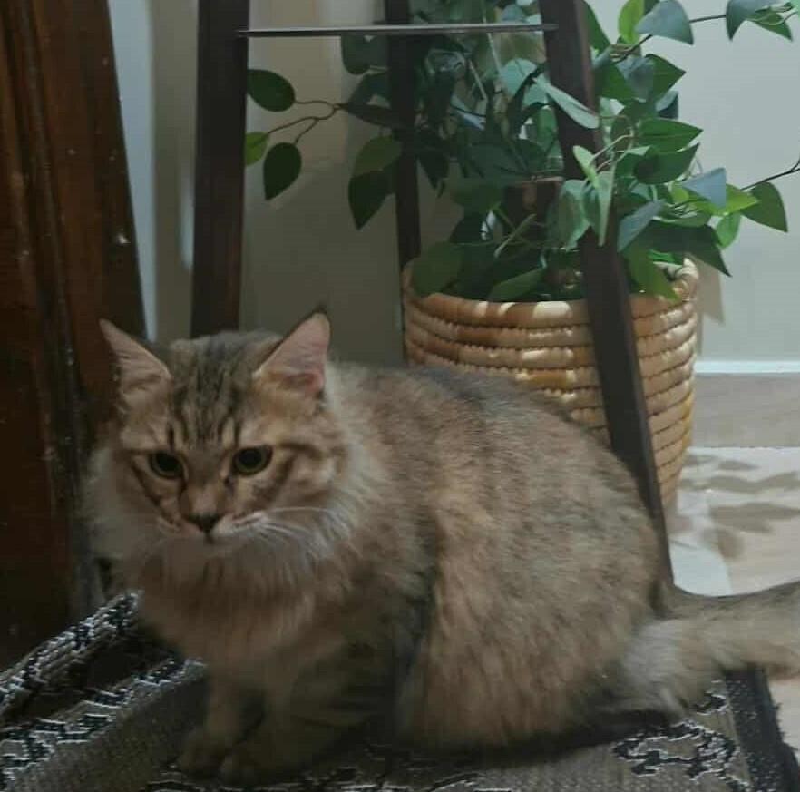 Enlarge Basbousa, a Adoptable Persian in WOLCOTT, CT image 3/6