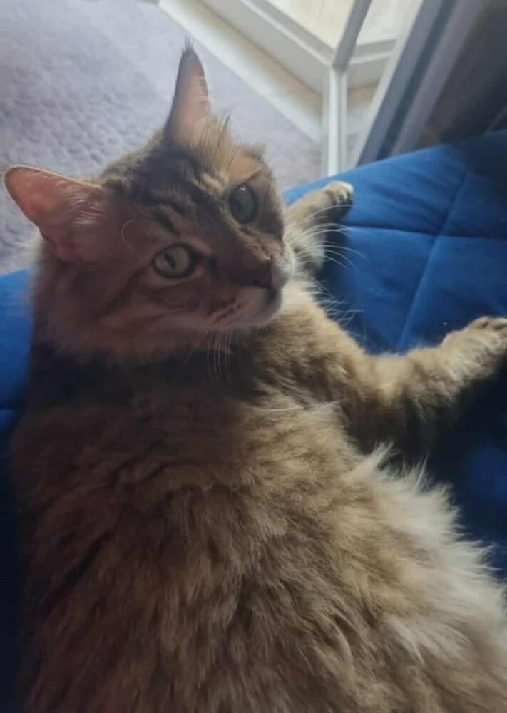 Enlarge Basbousa, a Adoptable Persian in WOLCOTT, CT image 4/6