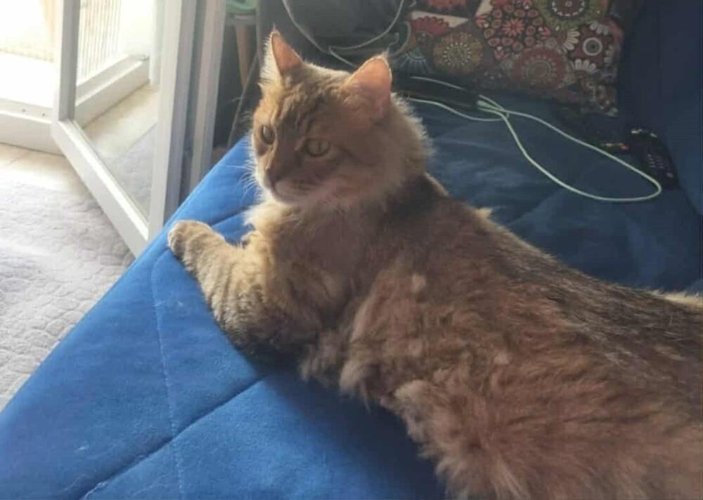 Enlarge Basbousa, a Adoptable Persian in WOLCOTT, CT image 5/6