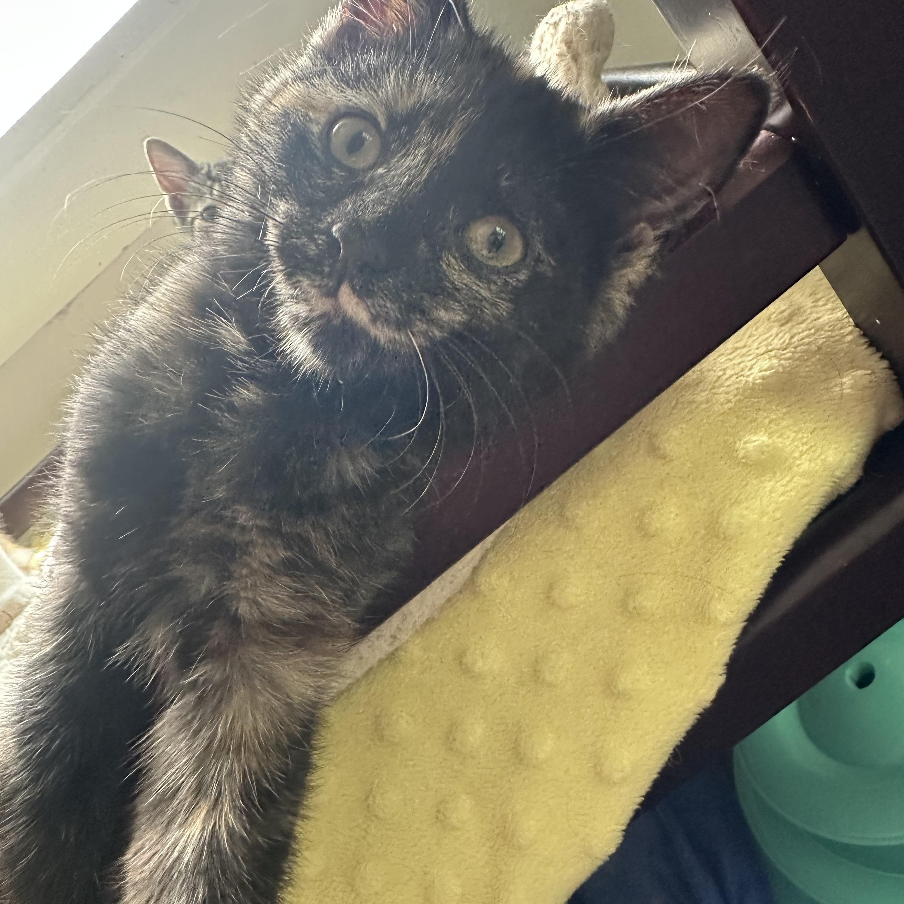 Reese’s Pieces and KitKat, an adopted Domestic Short Hair in Syracuse, NY image 3/6