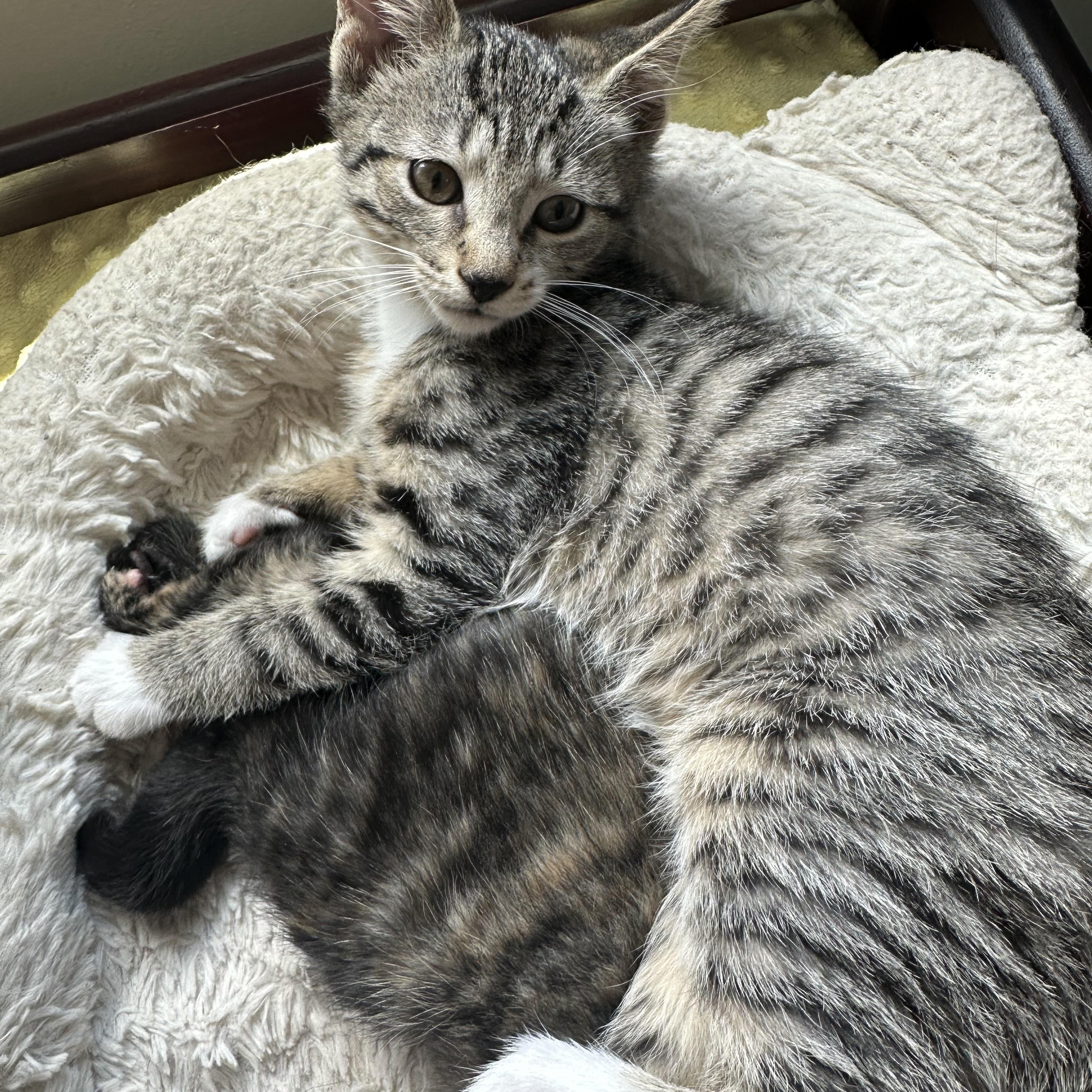 Reese’s Pieces and KitKat, an adopted Domestic Short Hair in Syracuse, NY image 4/6