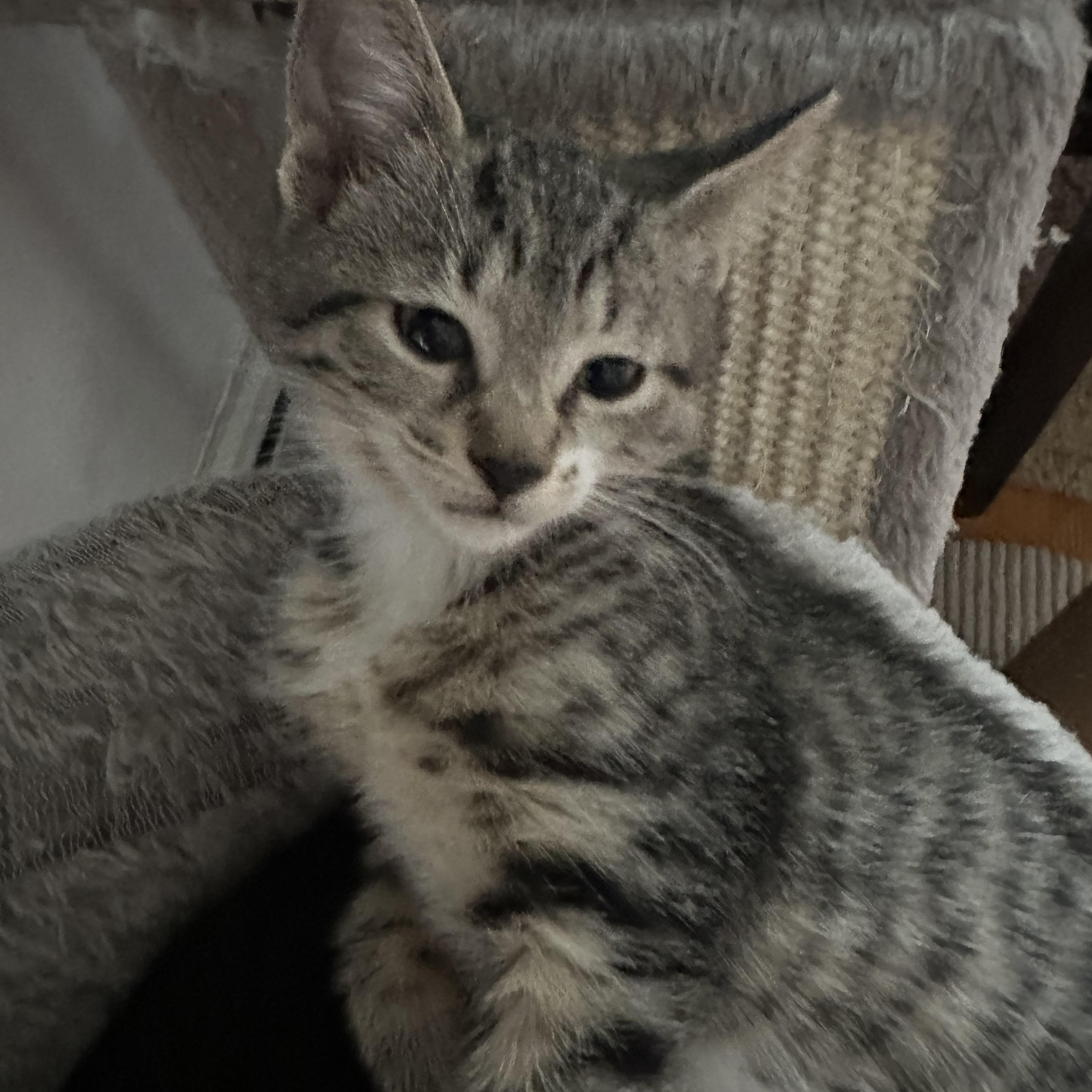 Reese’s Pieces and KitKat, an adopted Domestic Short Hair in Syracuse, NY image 6/6