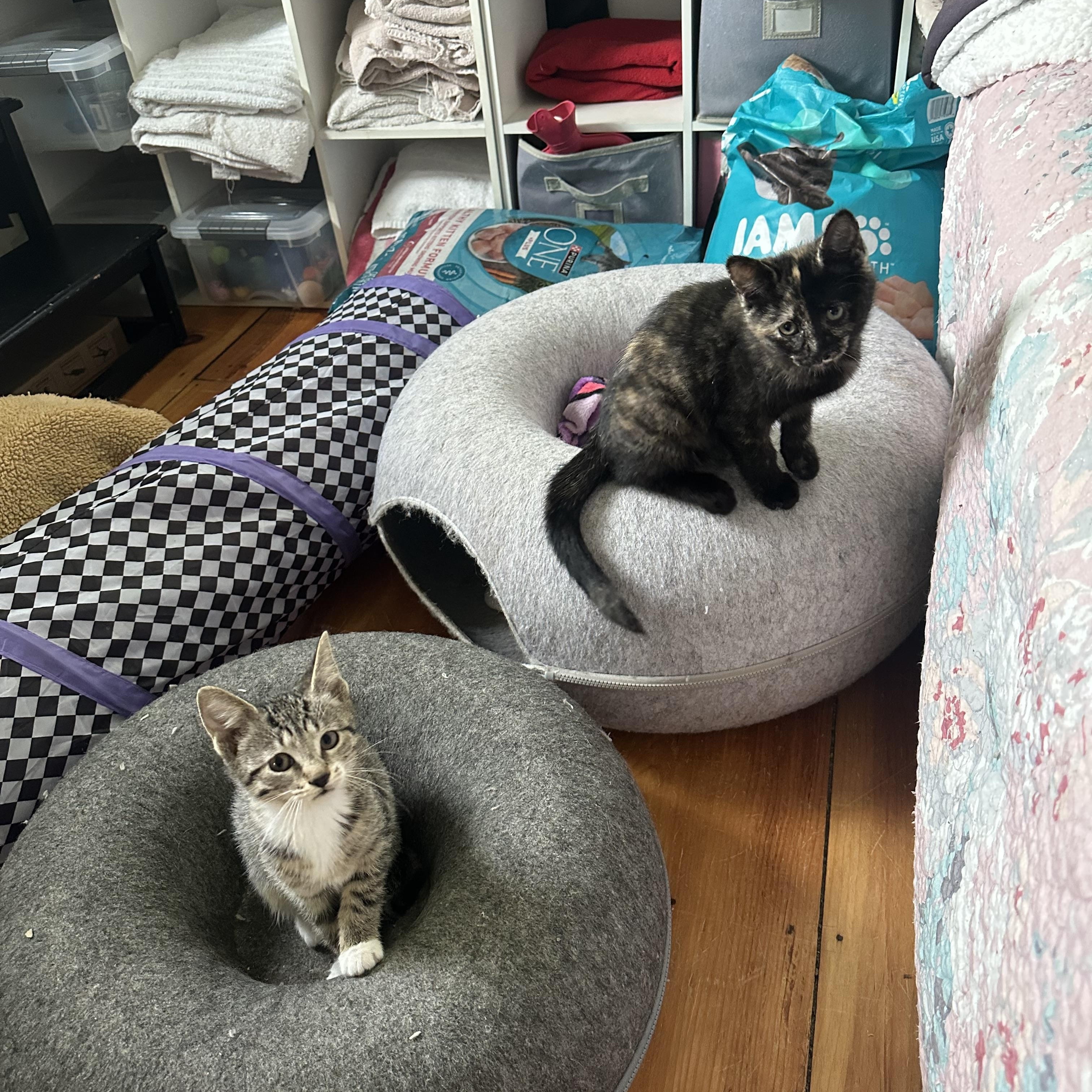 Reese’s Pieces and KitKat, an adopted Domestic Short Hair in Syracuse, NY image 2/6