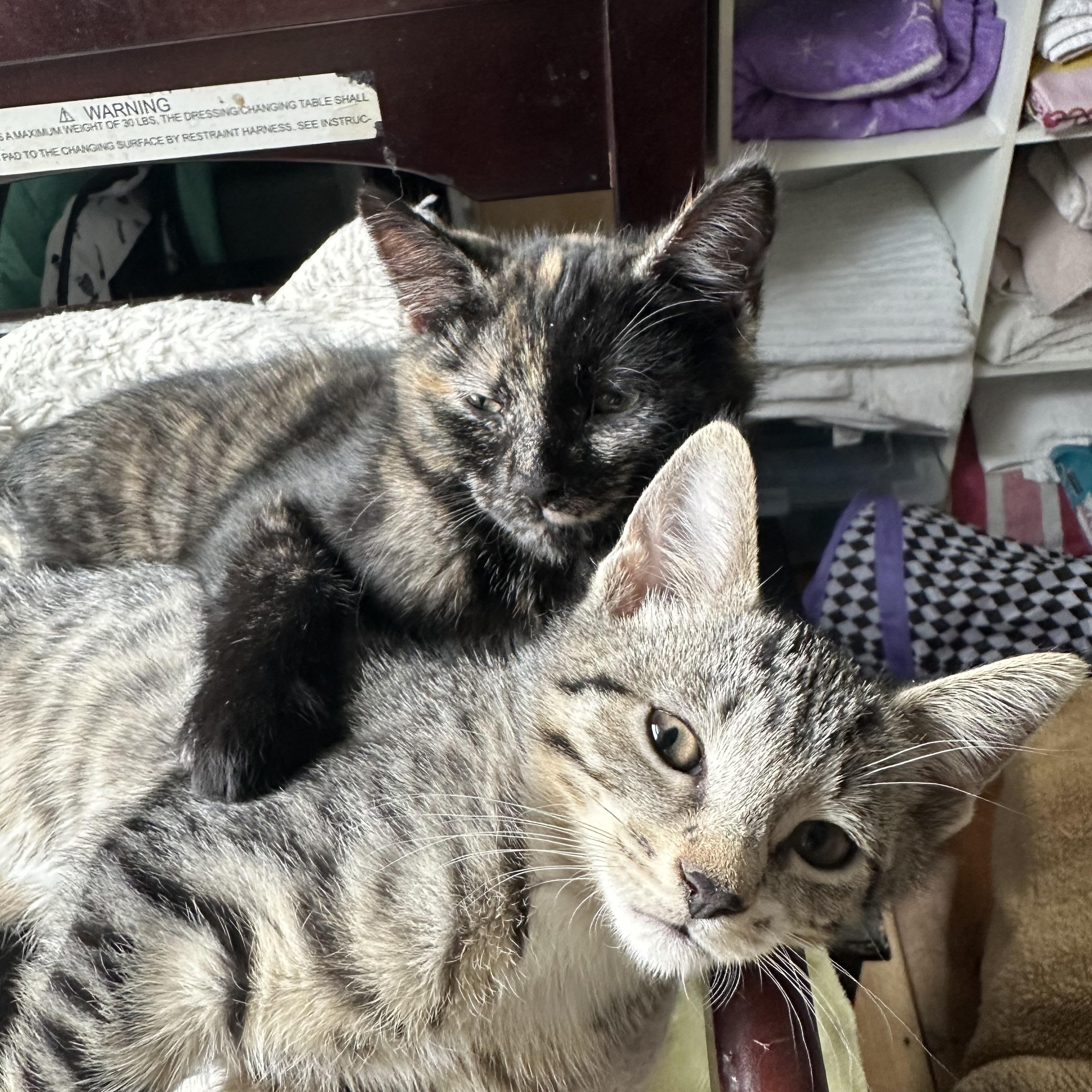 Reese’s Pieces and KitKat, adopted, Kitten Female Domestic Short Hair.
