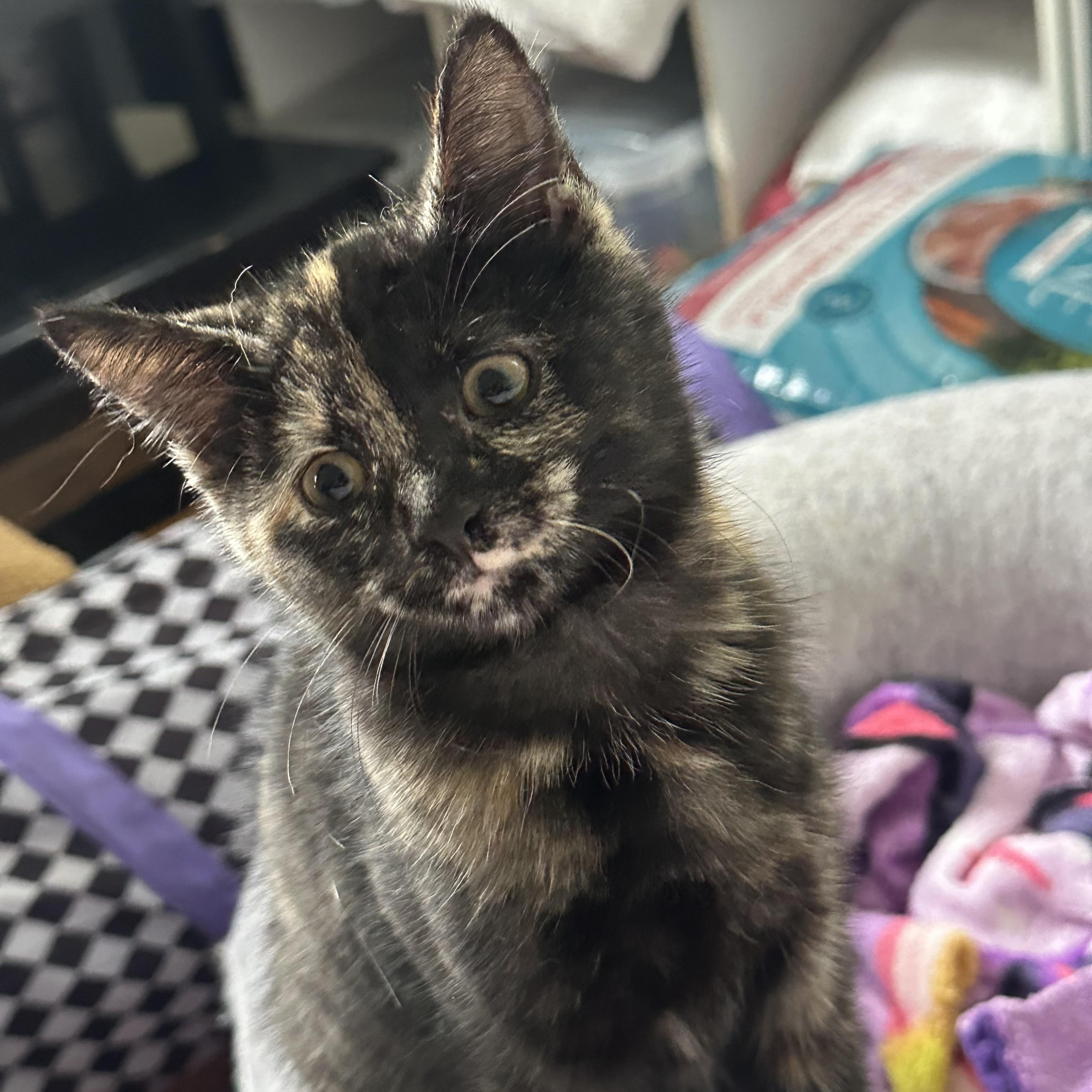 Reese’s Pieces and KitKat, an adopted Domestic Short Hair in Syracuse, NY image 5/6