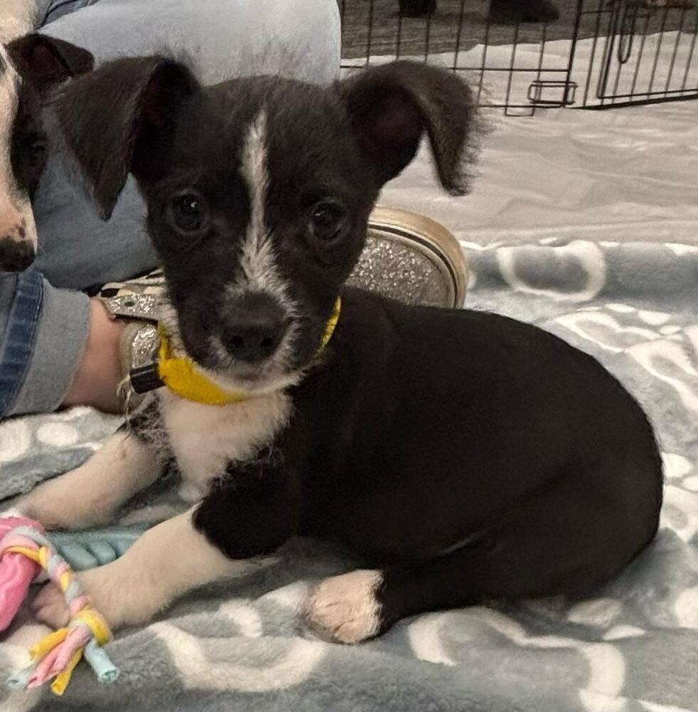 Keats, Adoptable, Puppy Male Chihuahua.