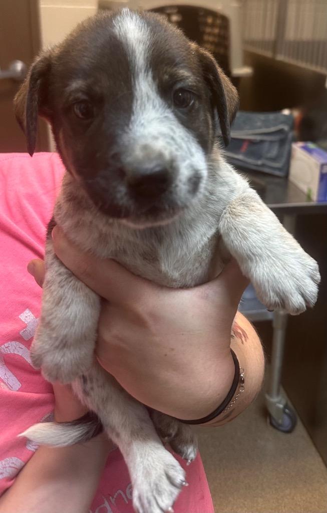 Enlarge North Elm/FREDDY, a Adoptable mixed breed in Rome, GA image 1/1