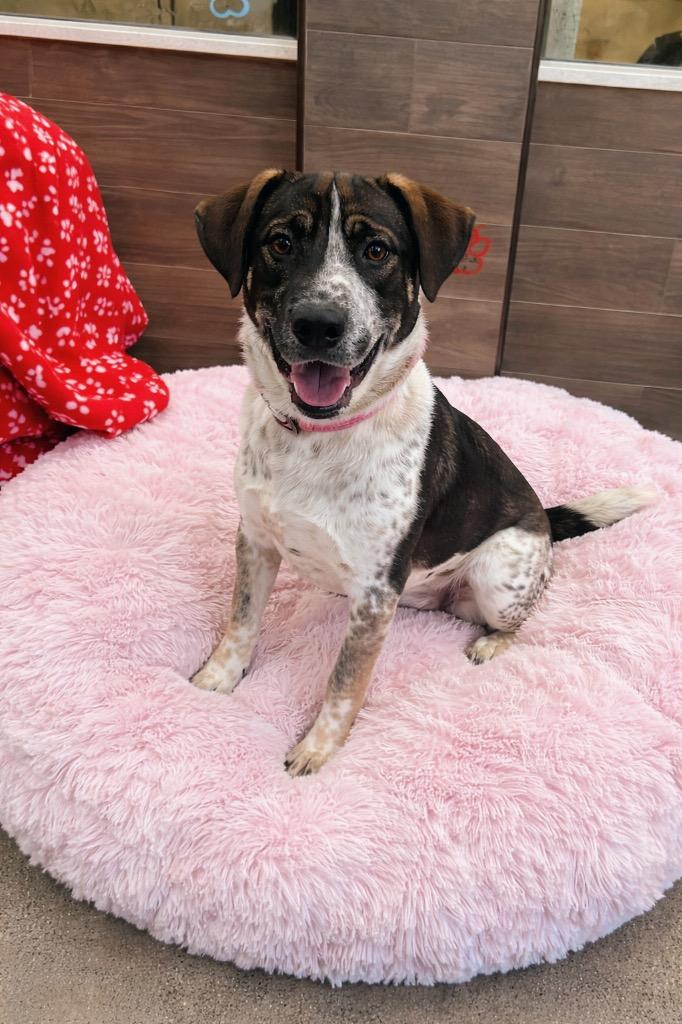 North Elm/FREDDY, Adoptable, Young Male Mixed Breed.