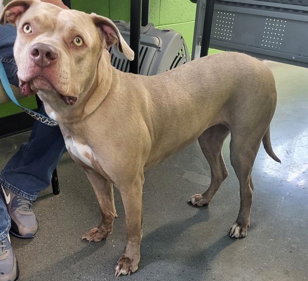 Enlarge Pen 133 Hera, a Adoptable mixed breed in Lawrenceville, GA image 1/1